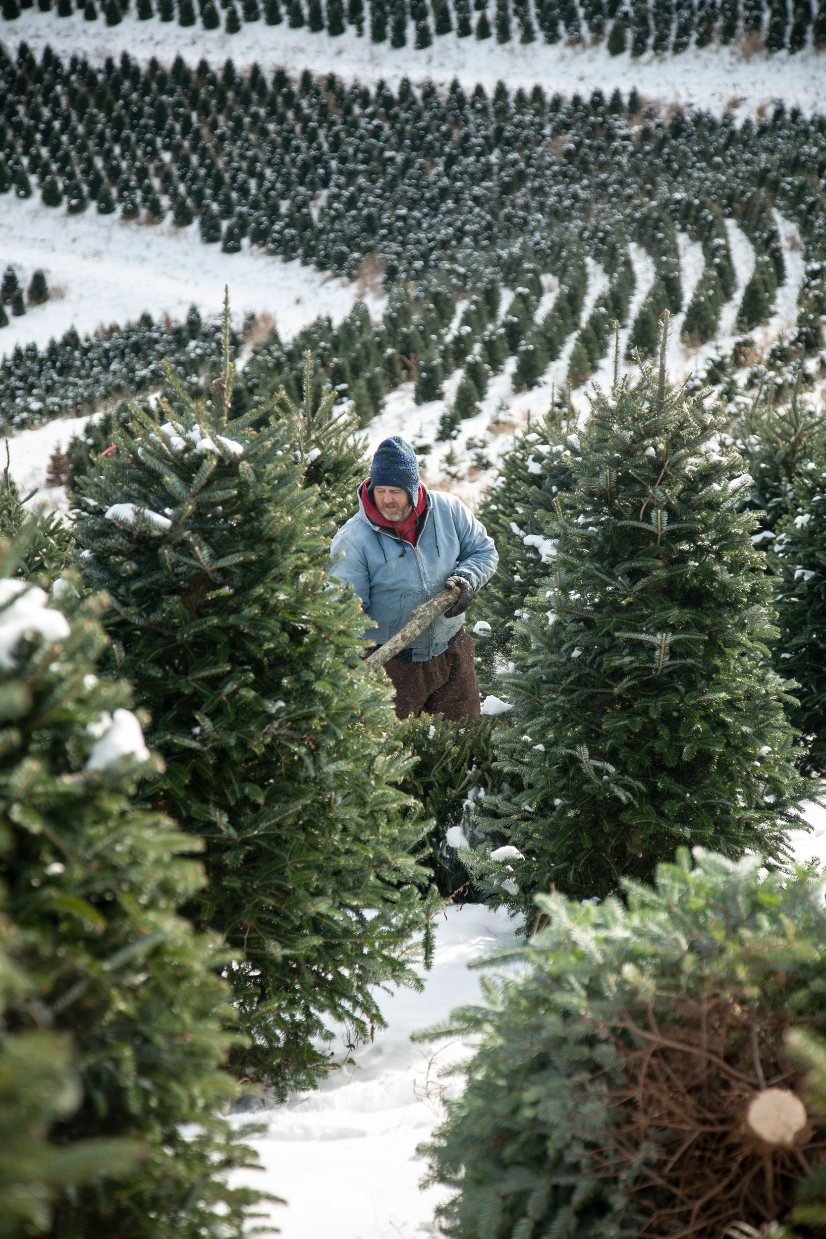 Journey of an Xmas Tree for The Washington Post Magazine