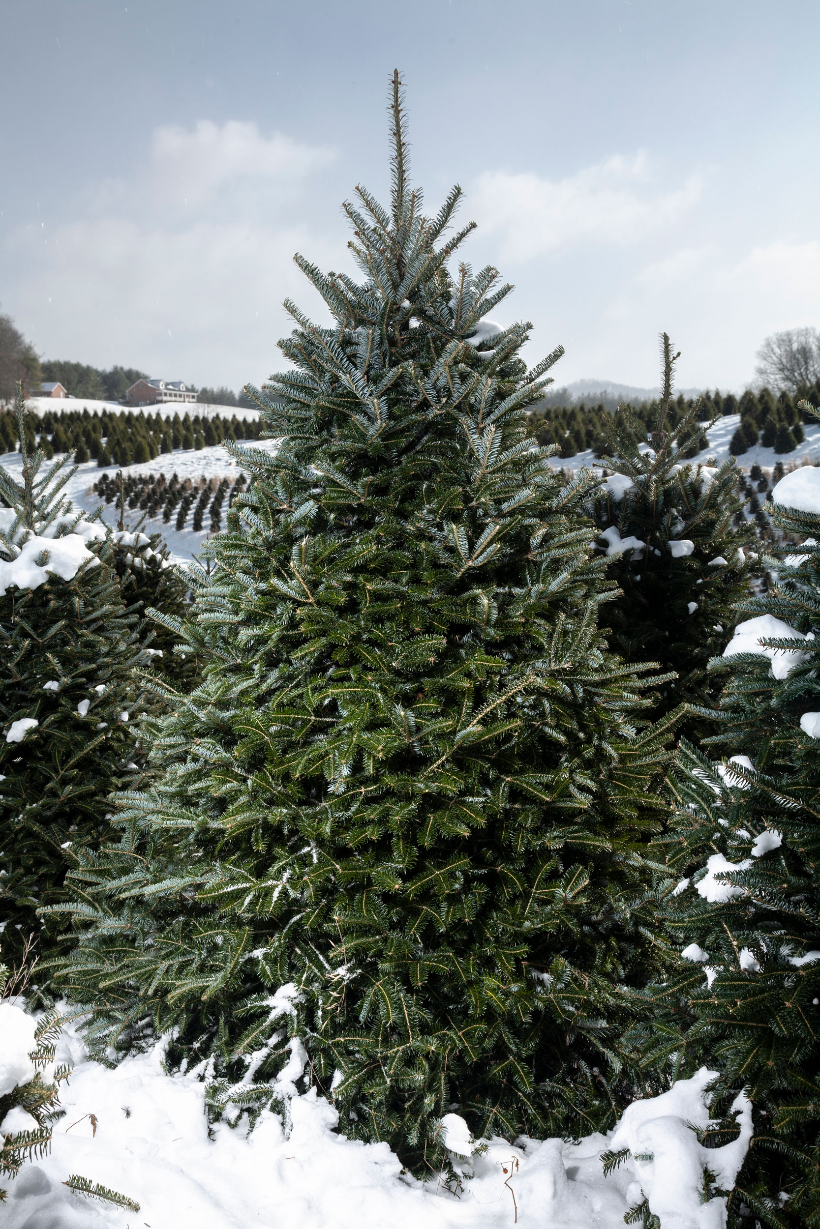 Journey of an Xmas Tree for The Washington Post Magazine