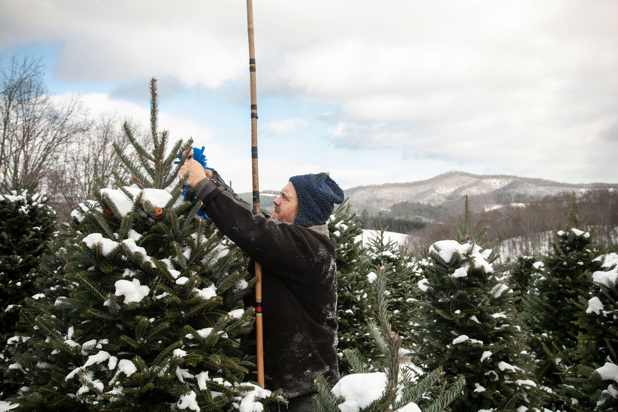 Journey of an Xmas Tree for The Washington Post Magazine