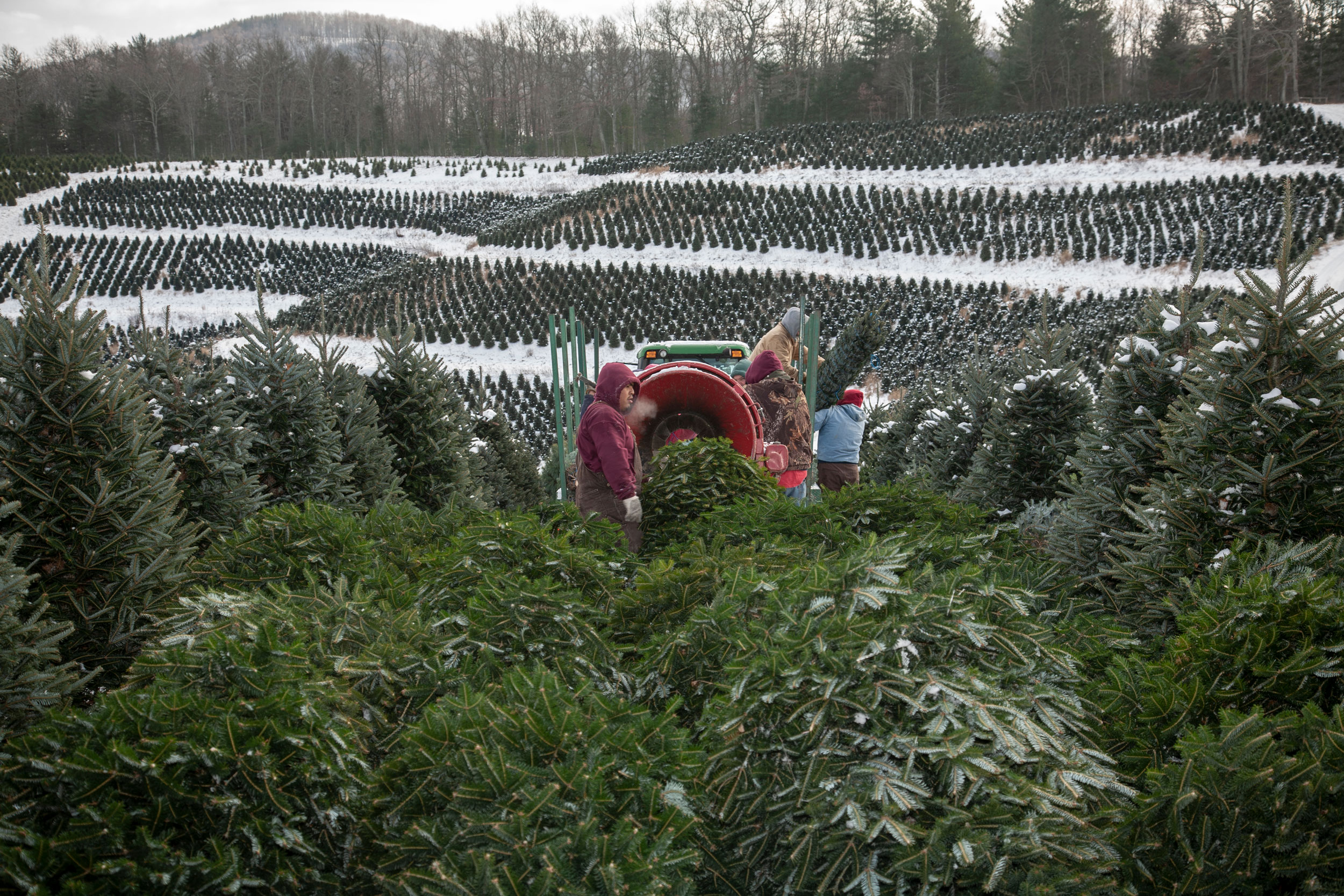 Journey of an Xmas Tree for The Washington Post Magazine