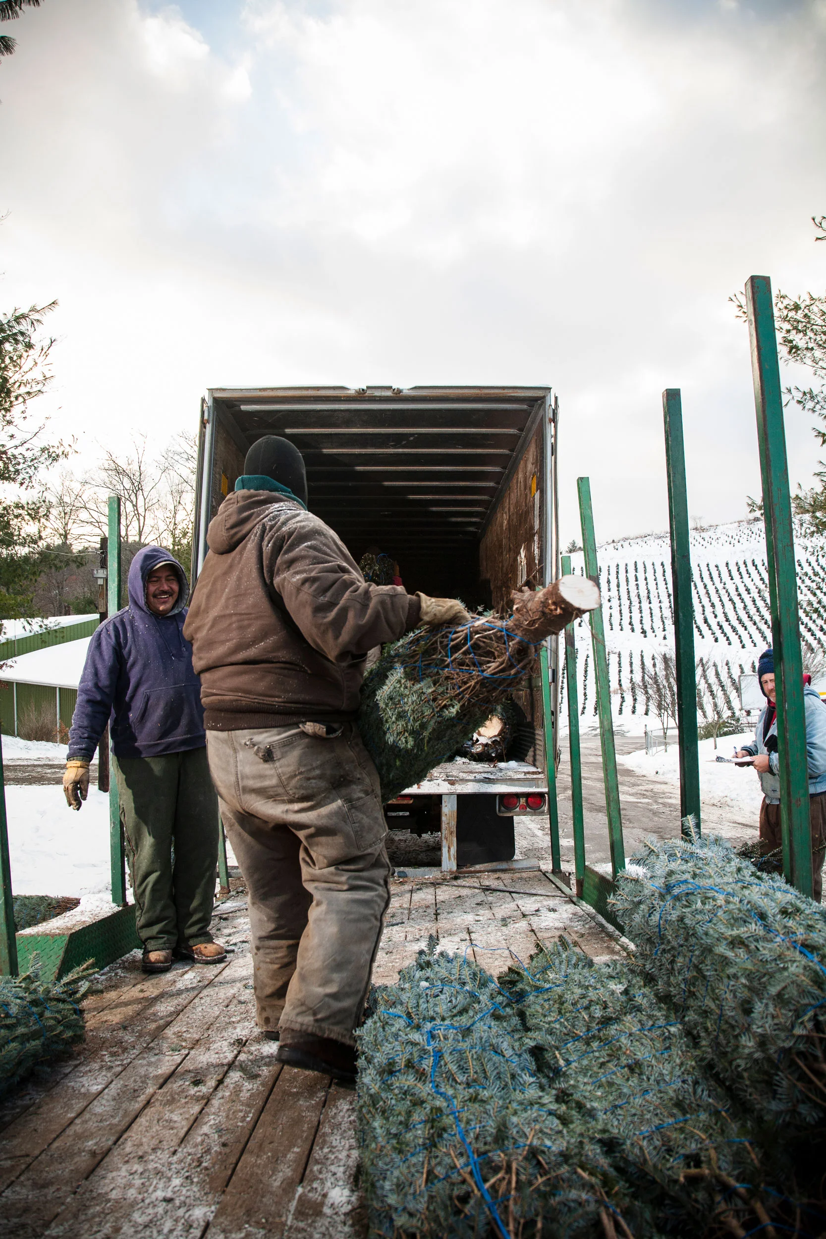 Journey of an Xmas Tree for The Washington Post Magazine