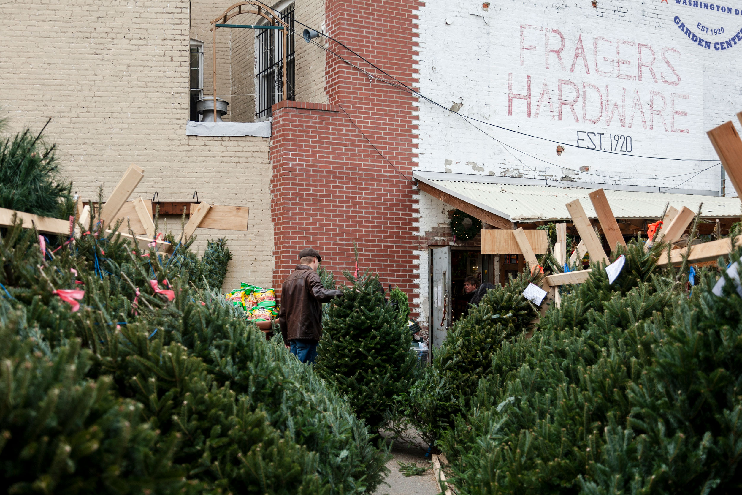 Journey of an Xmas Tree for The Washington Post Magazine