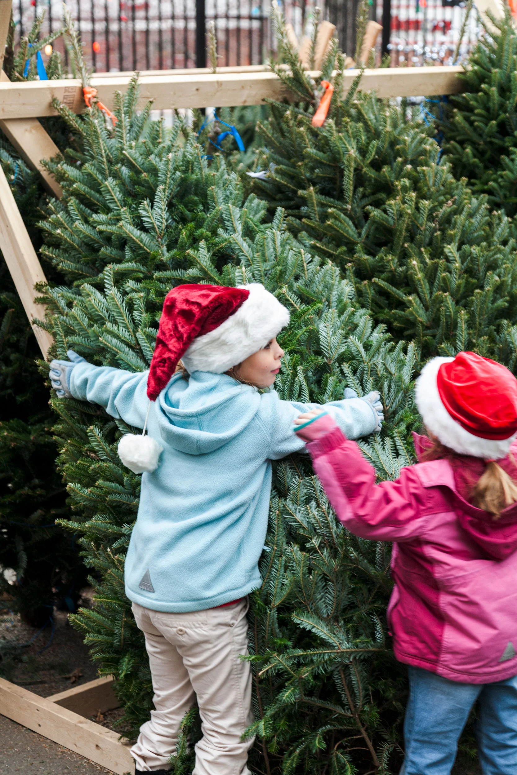 Journey of an Xmas Tree for The Washington Post Magazine