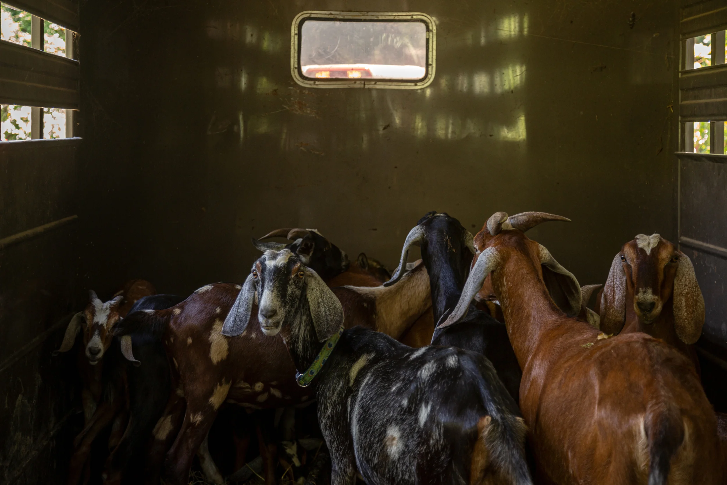 Eco Goats for the Washington Post Magazine