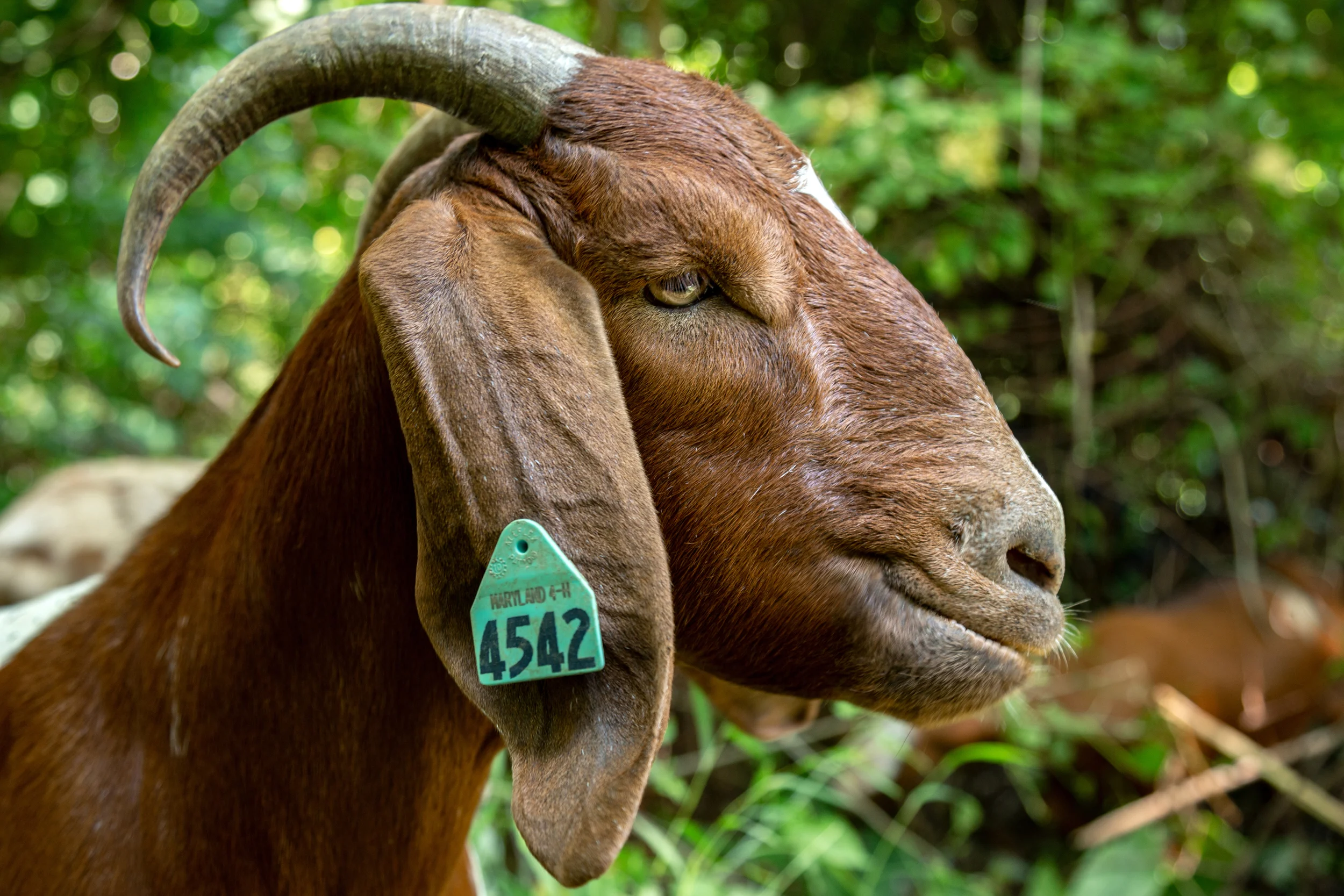 WPMGoats_42.jpg