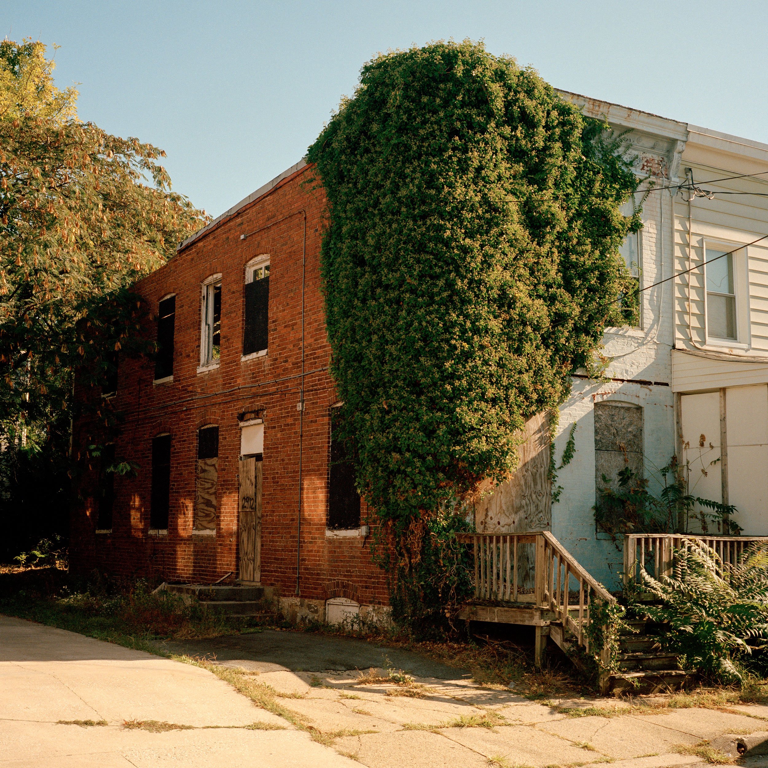 Vine Curtain on Markley Avenue, Baltimore