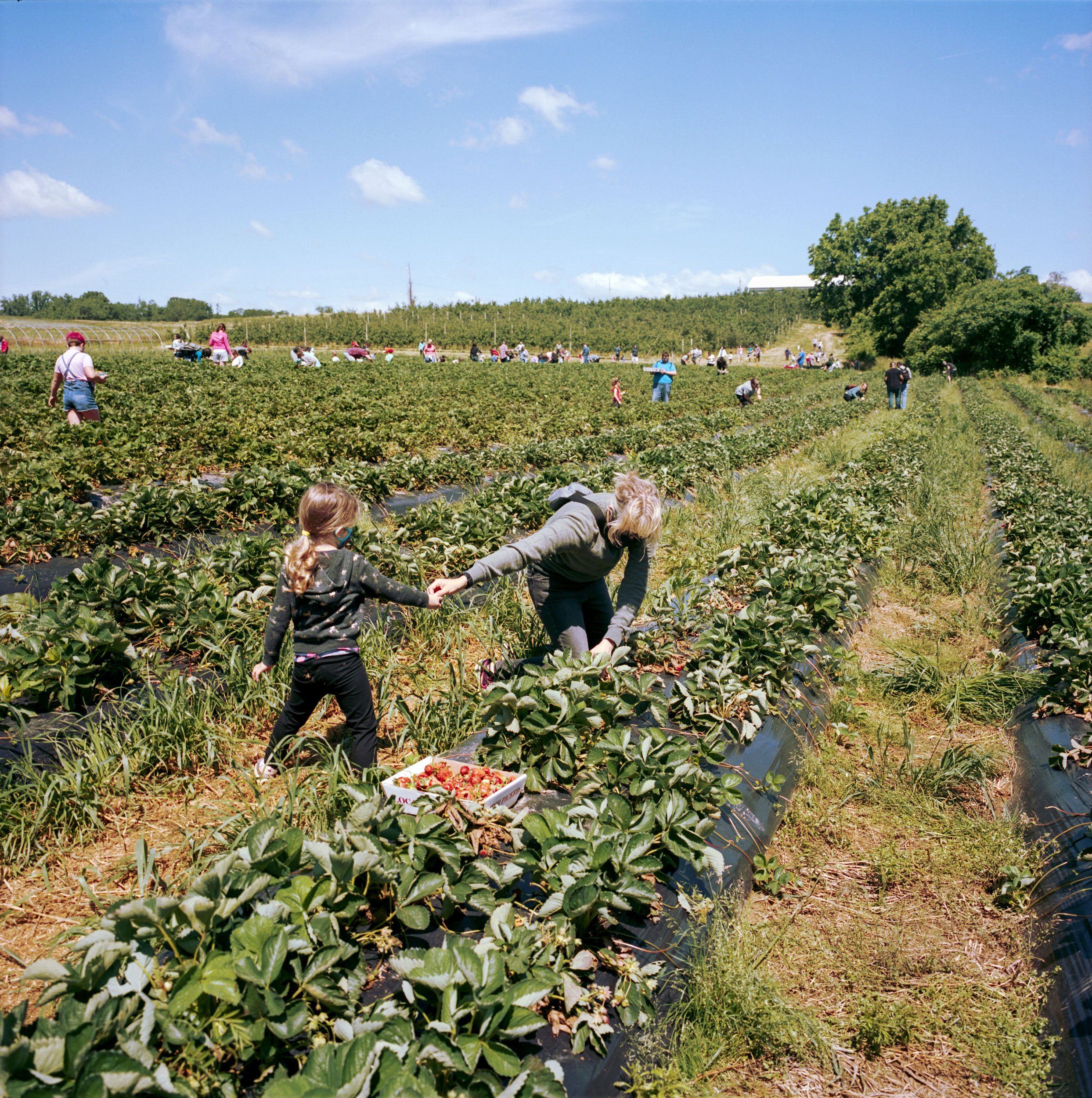 Memorial Day strawberry picking, Glen Arm