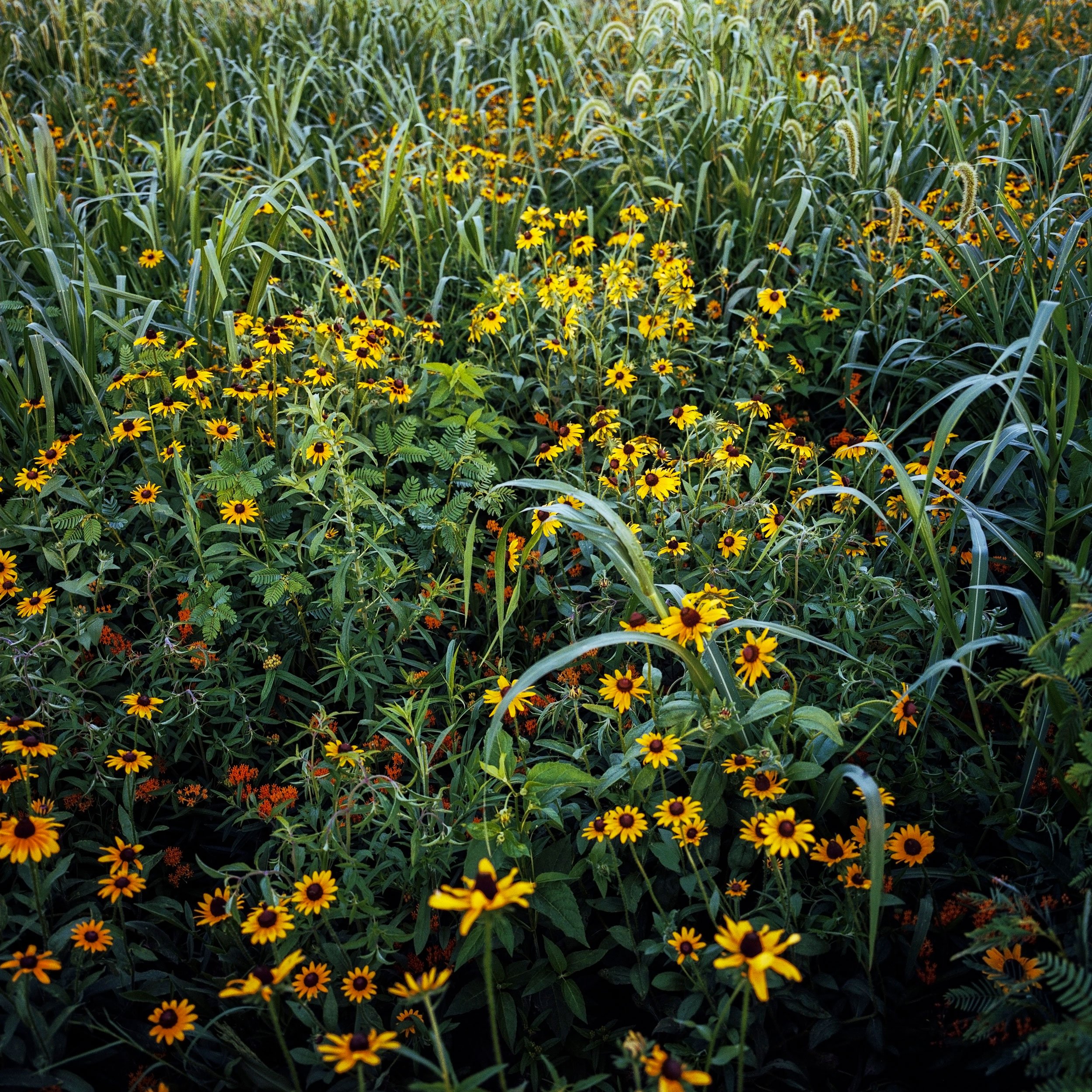 Black Eyed Susan and Butterfly Weed