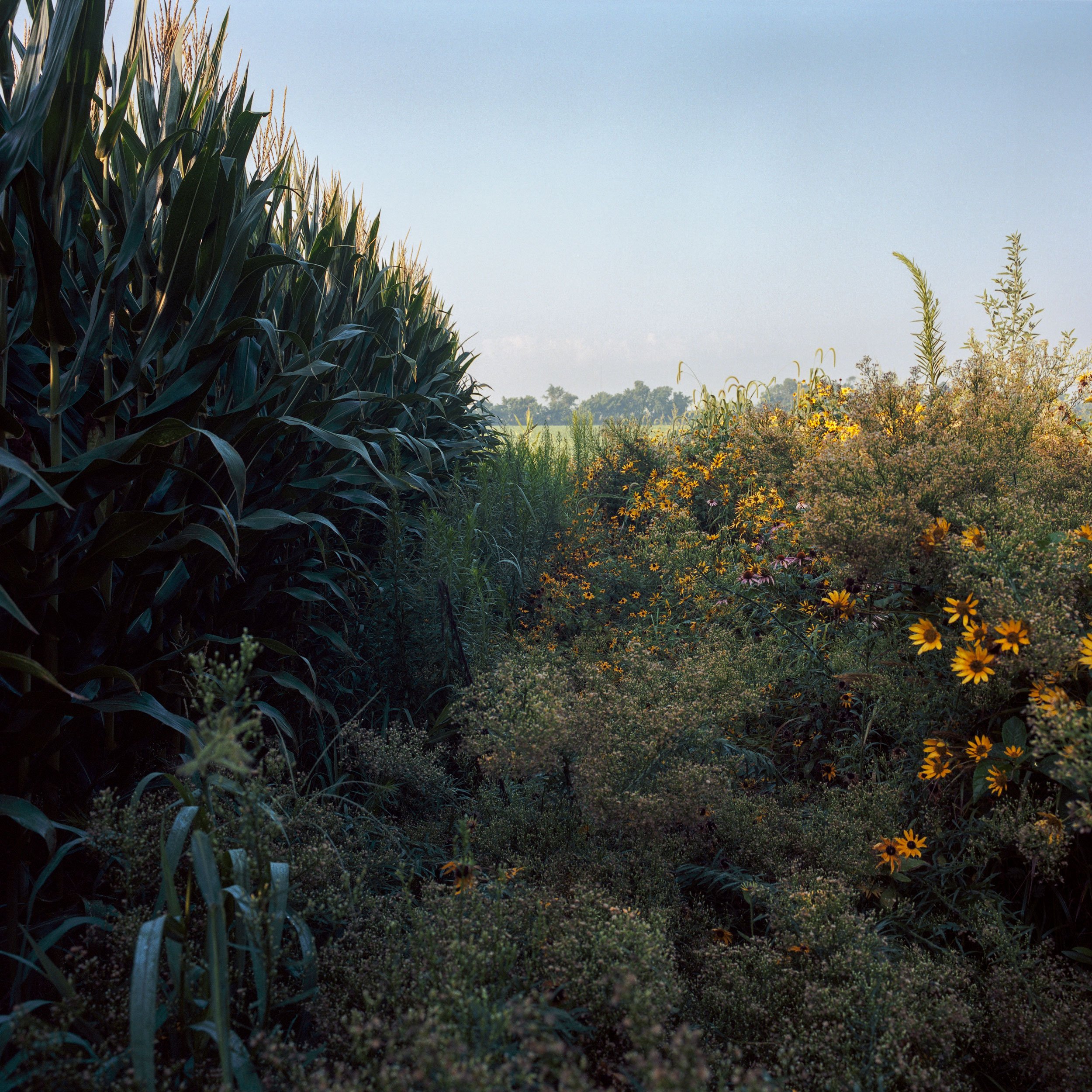 Where the wildflowers meet the corn