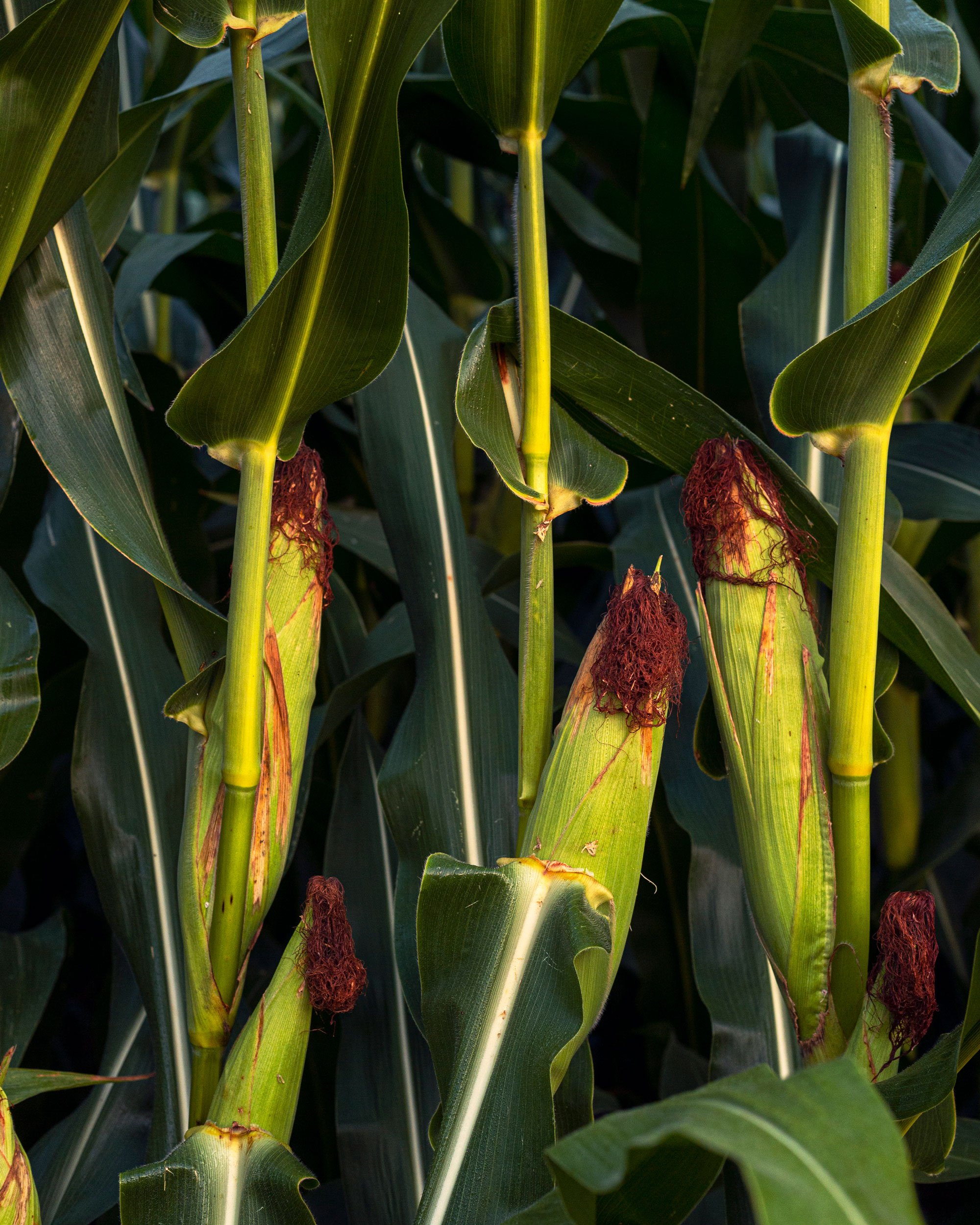 Corn cobs in early morning light