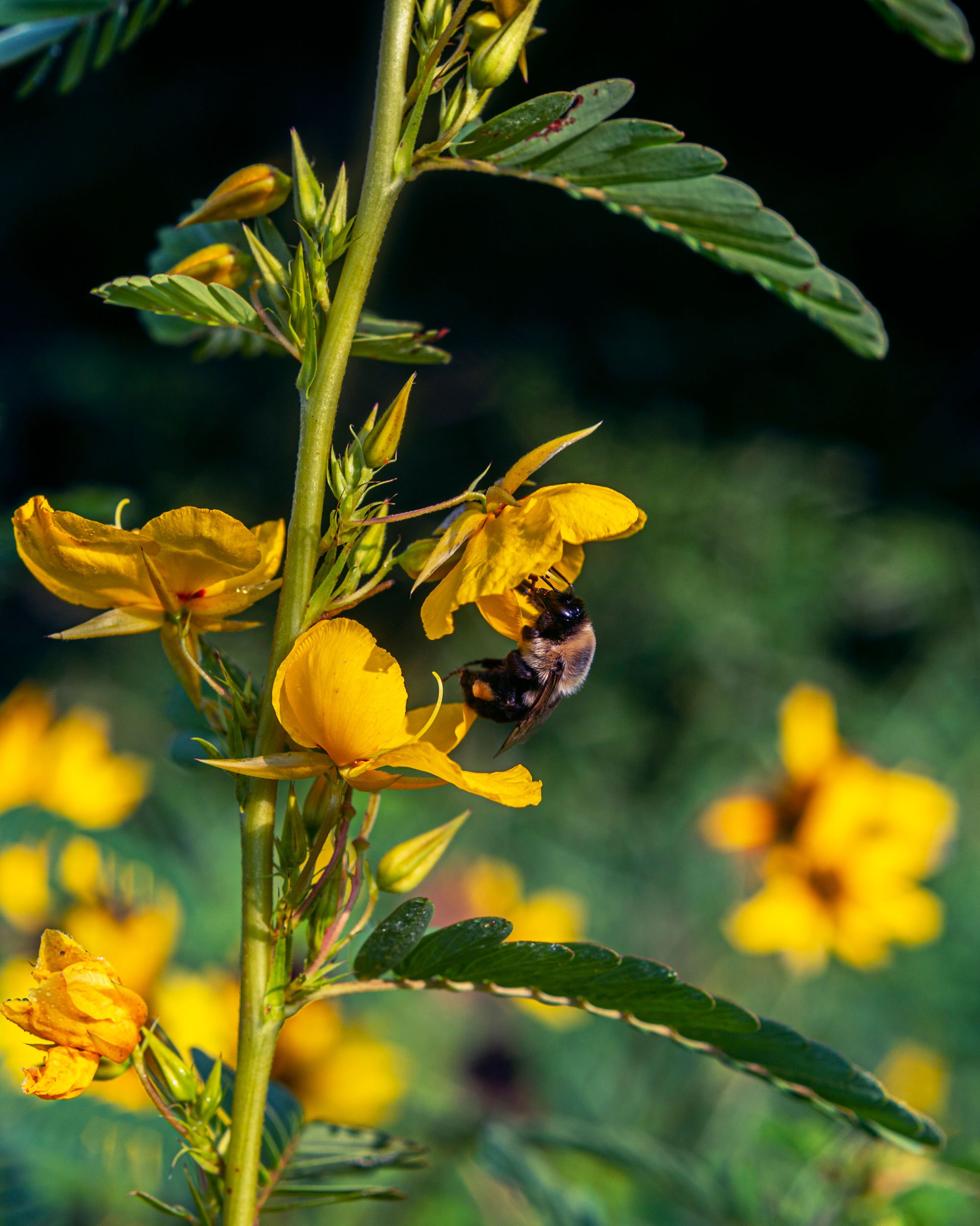 Bumble Bee on a partridge pea