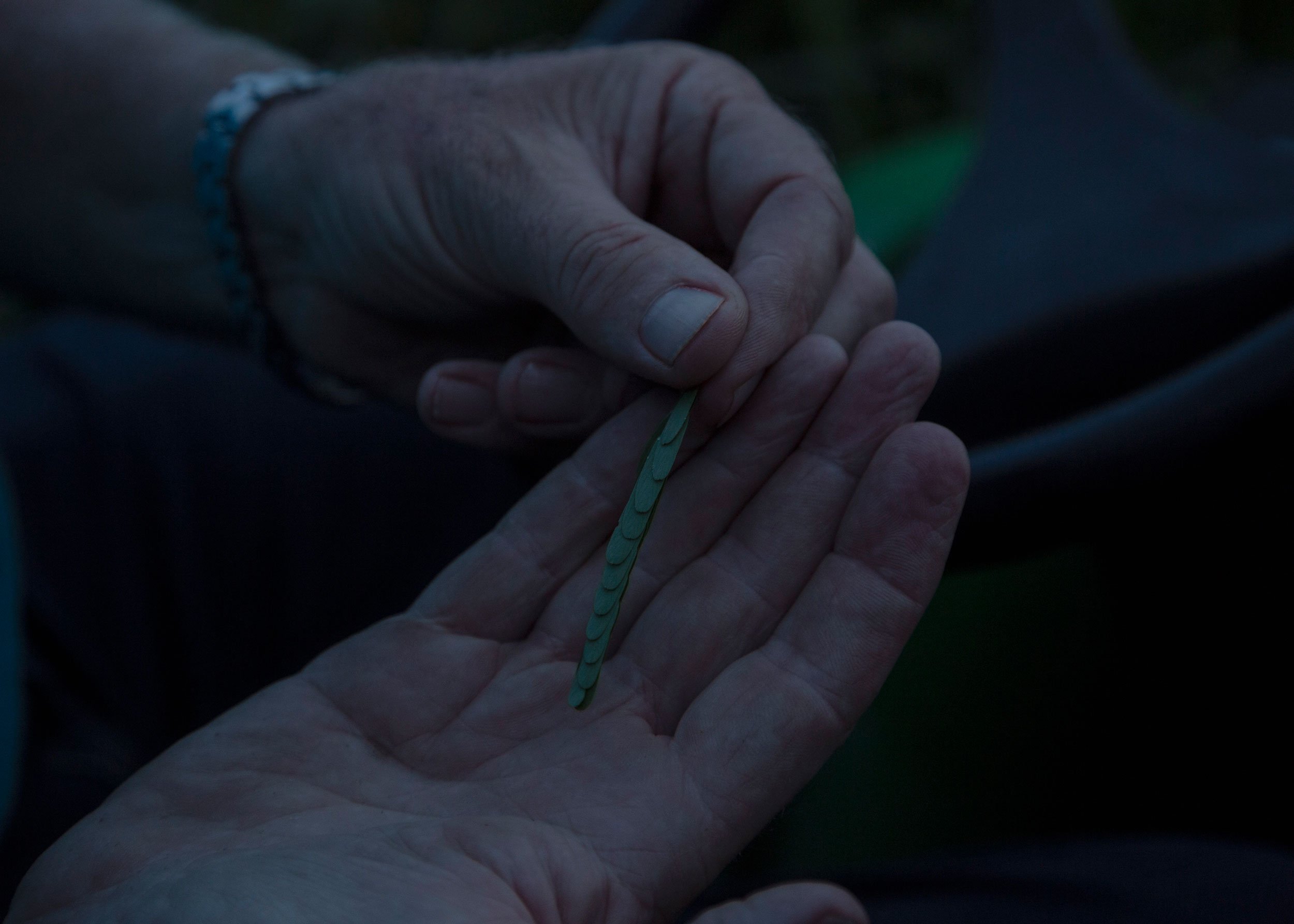 Jon shows how a partridge pea leaf closes at night