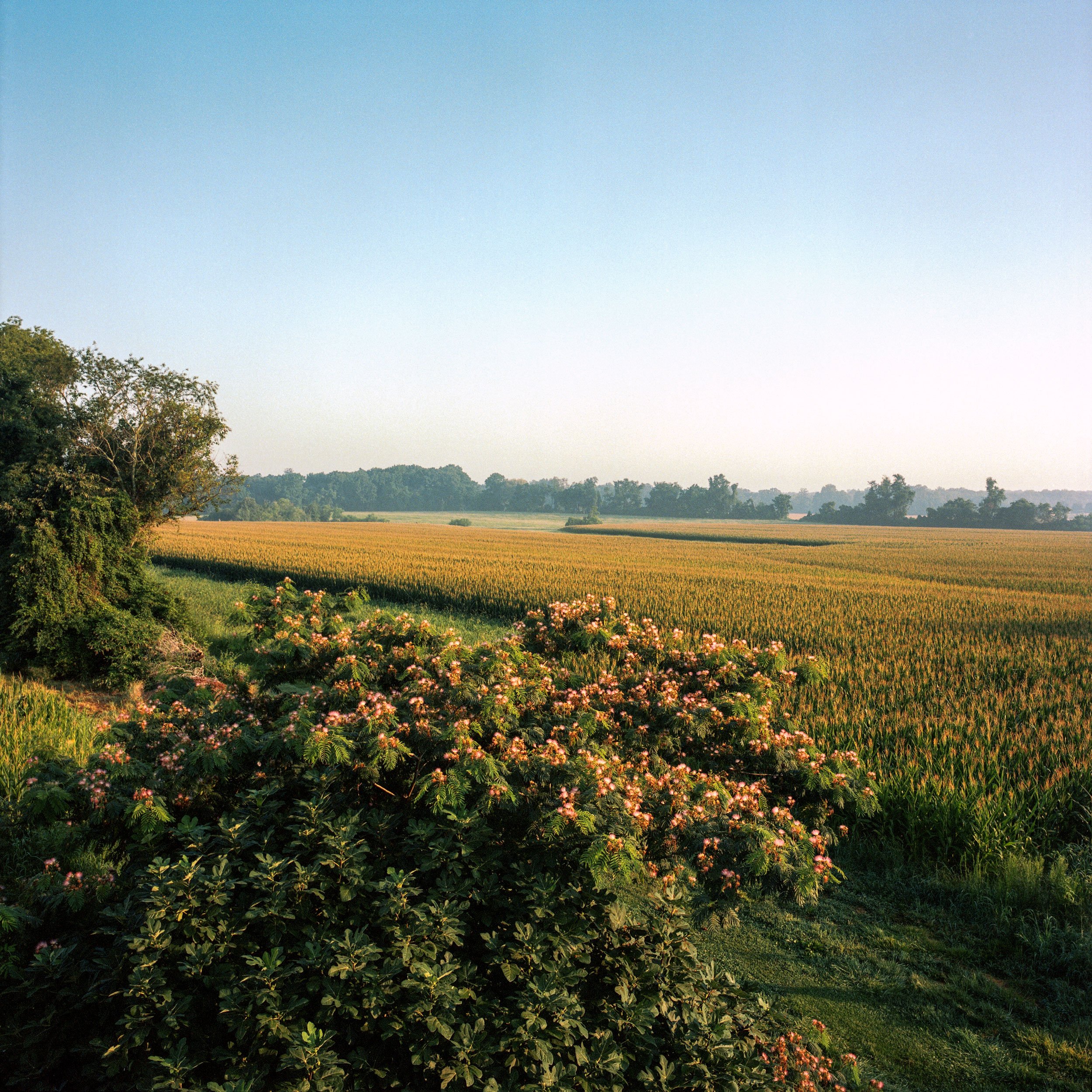 Mimosa tree and fields