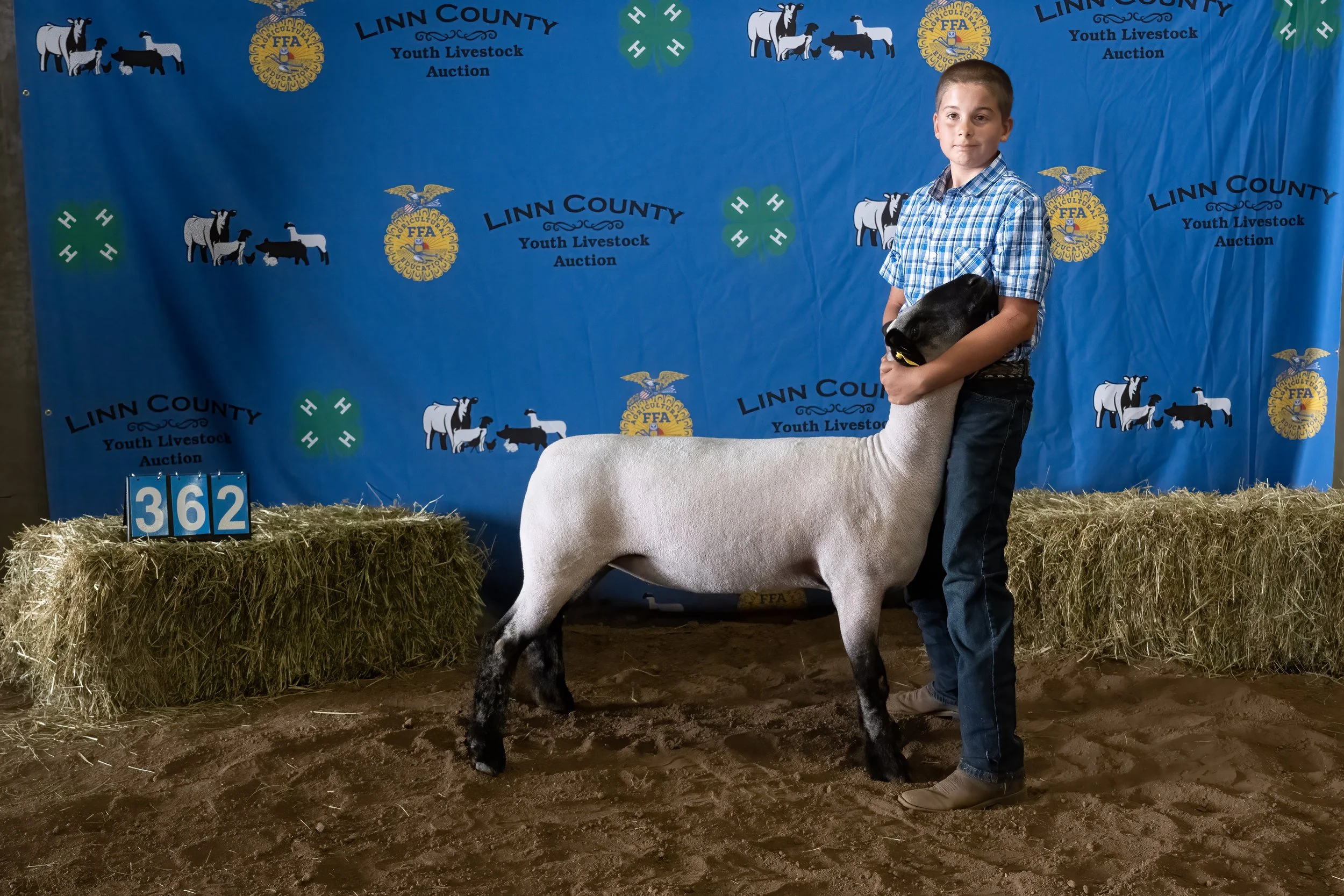 Sheep 362 (0379).jpg