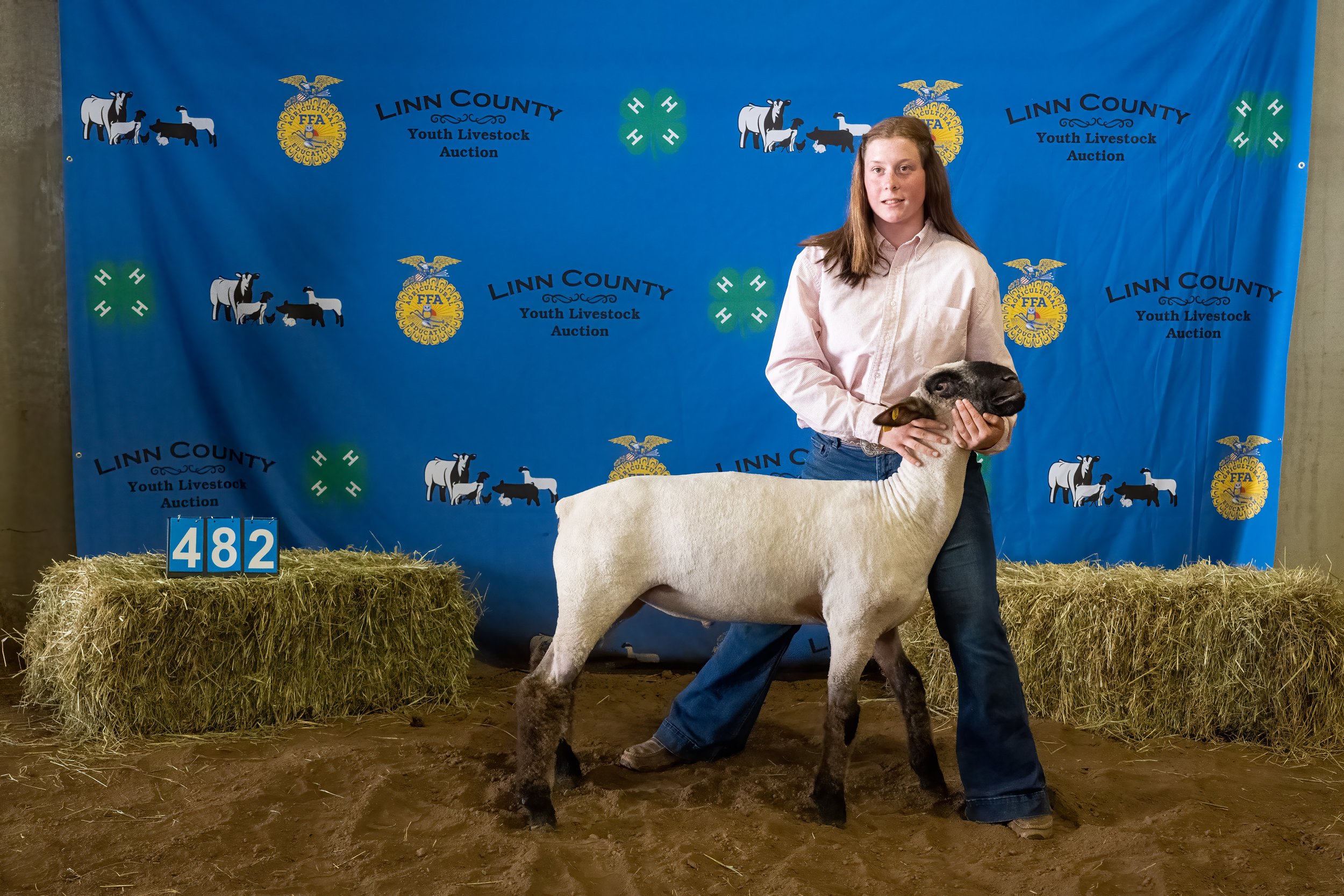 Sheep 482 (0171).jpg