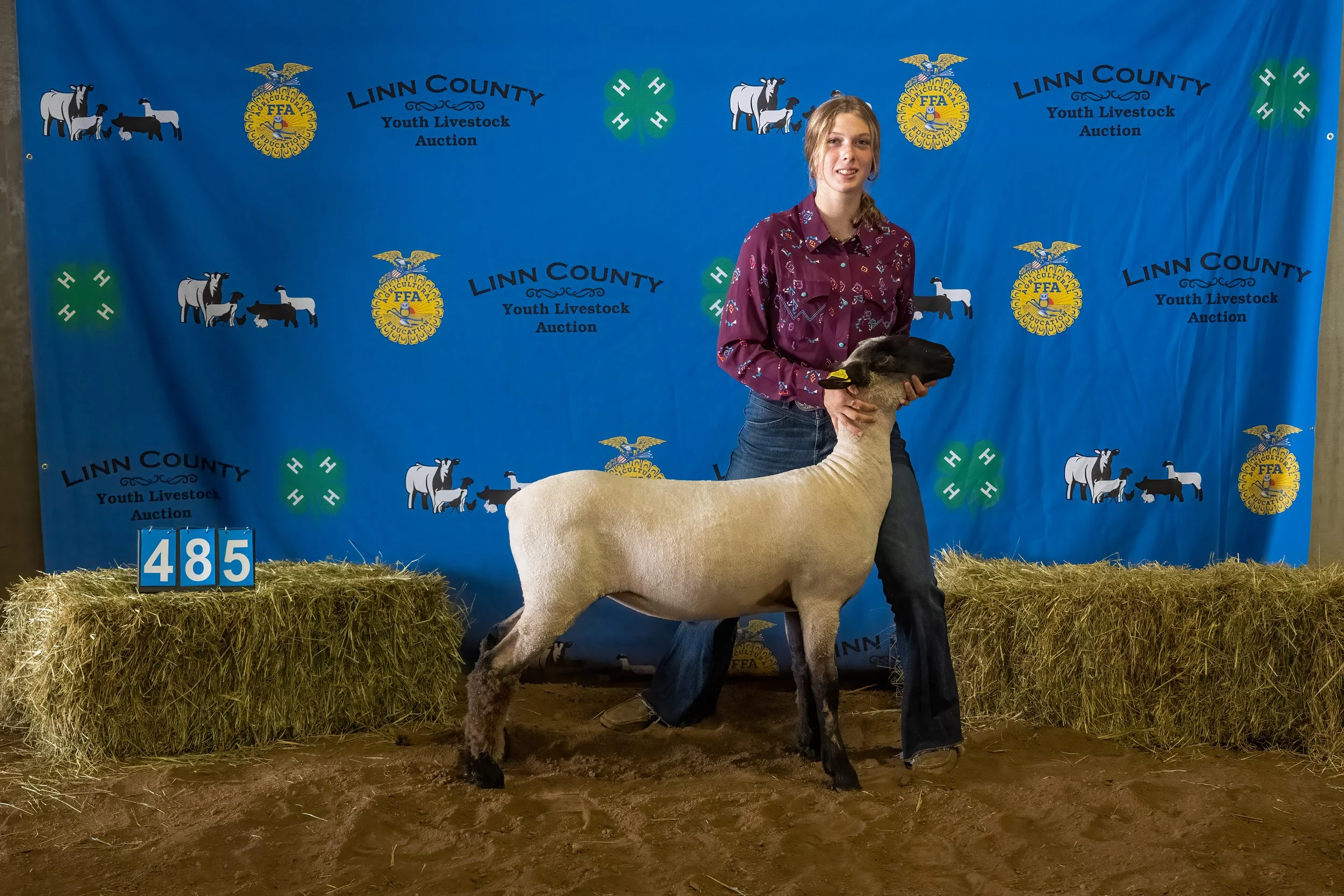 Sheep 485 (0168).jpg