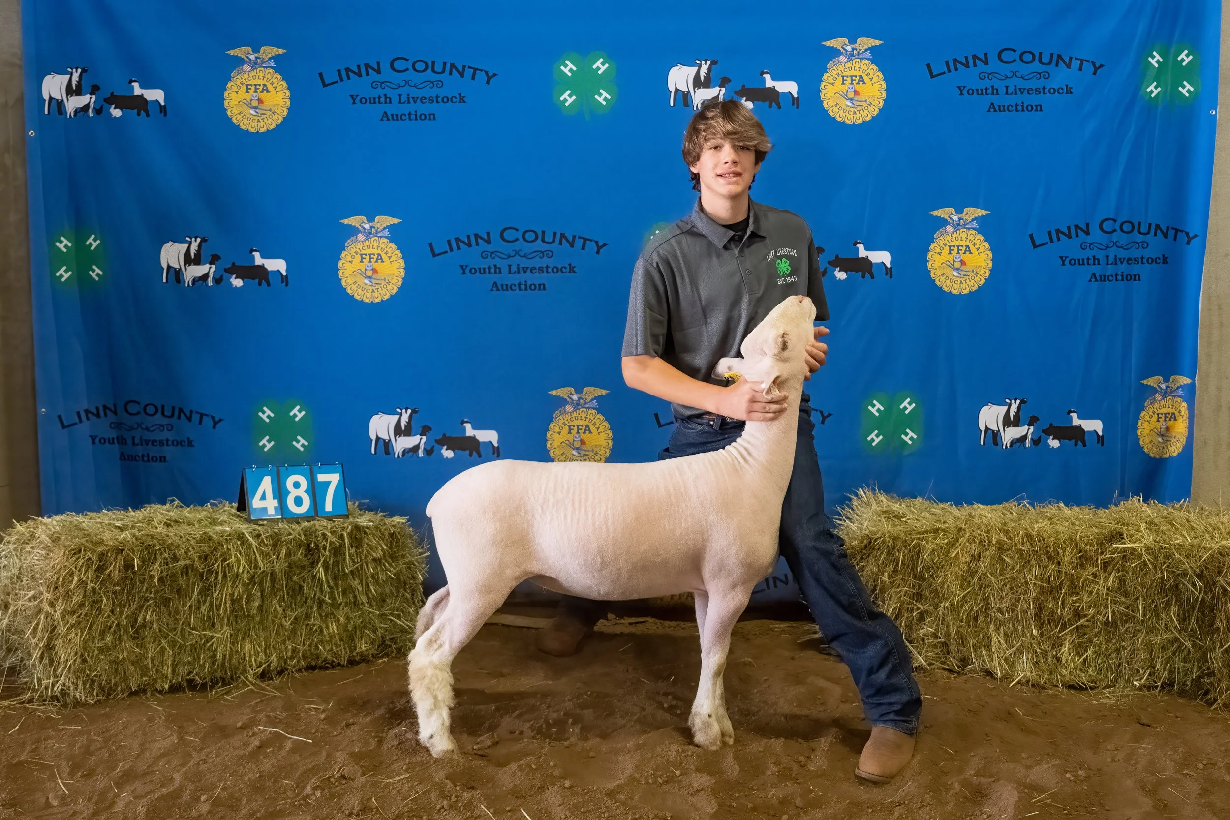 Sheep 487 (0013).jpg