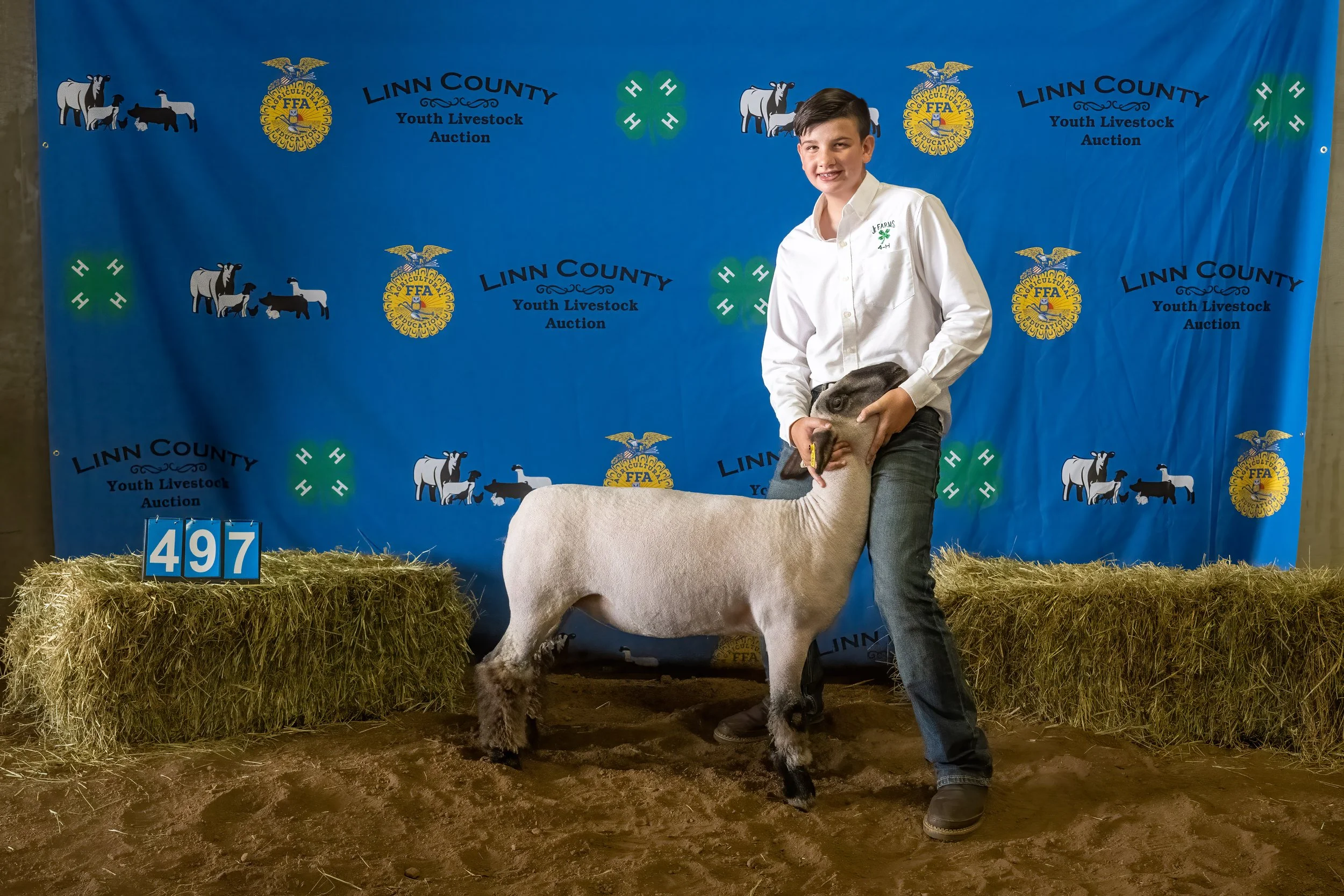 Sheep 497 (0227).jpg