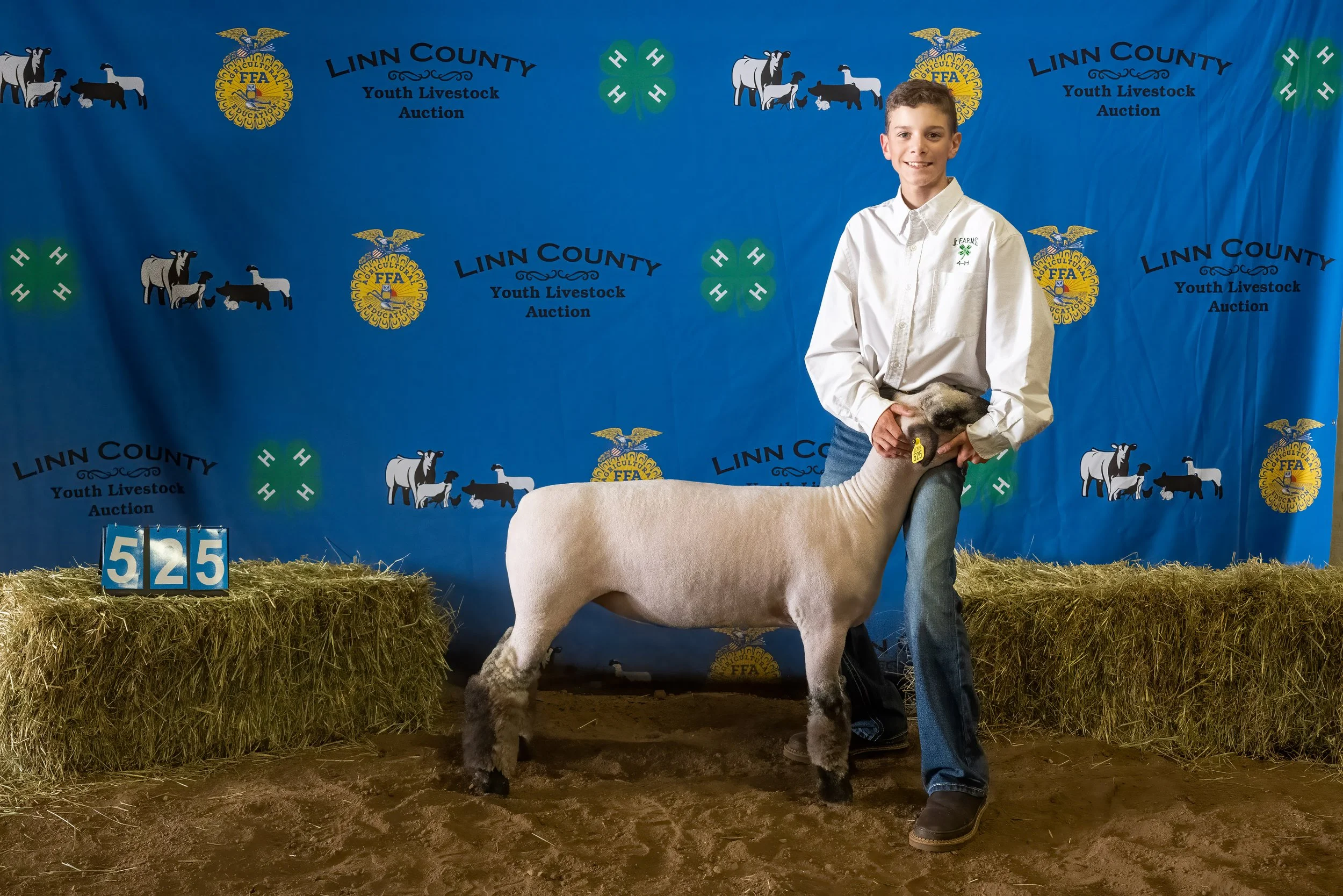 Sheep 525 (0207).jpg