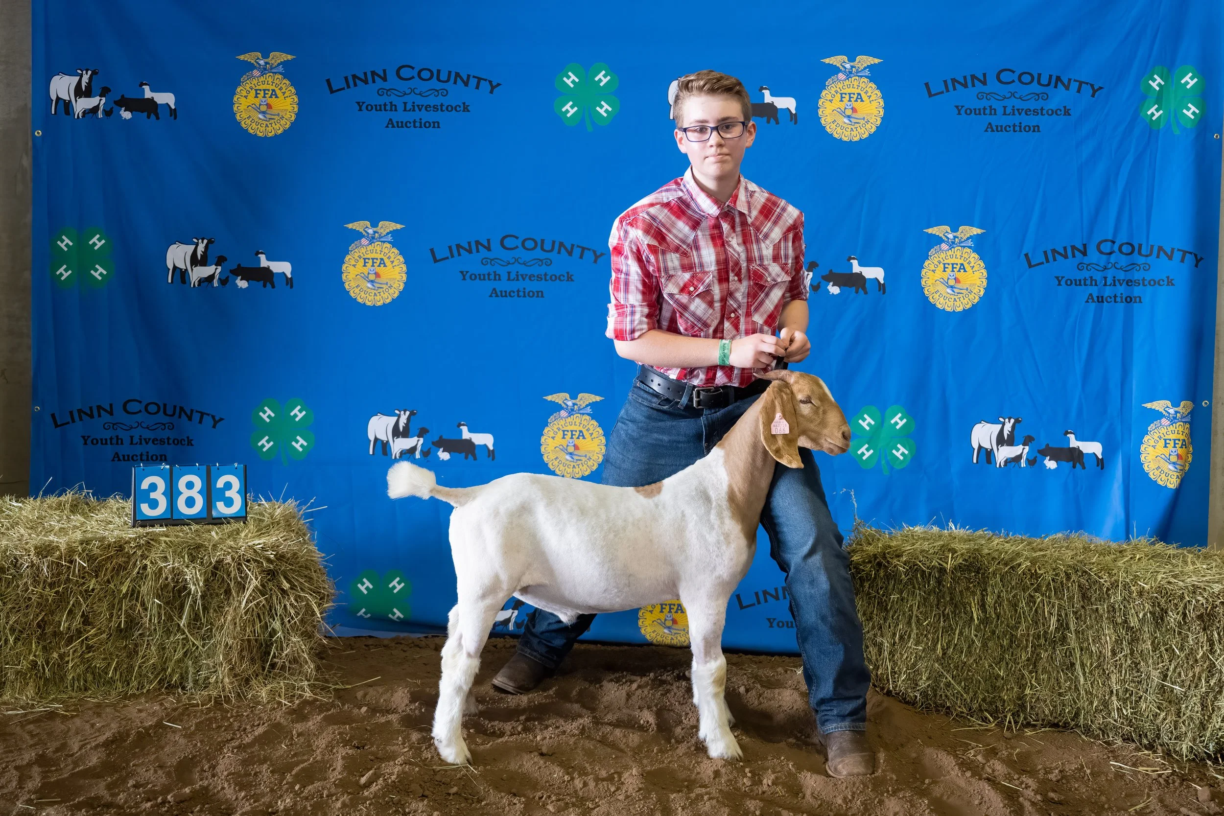 Goat 383 (7169).jpg