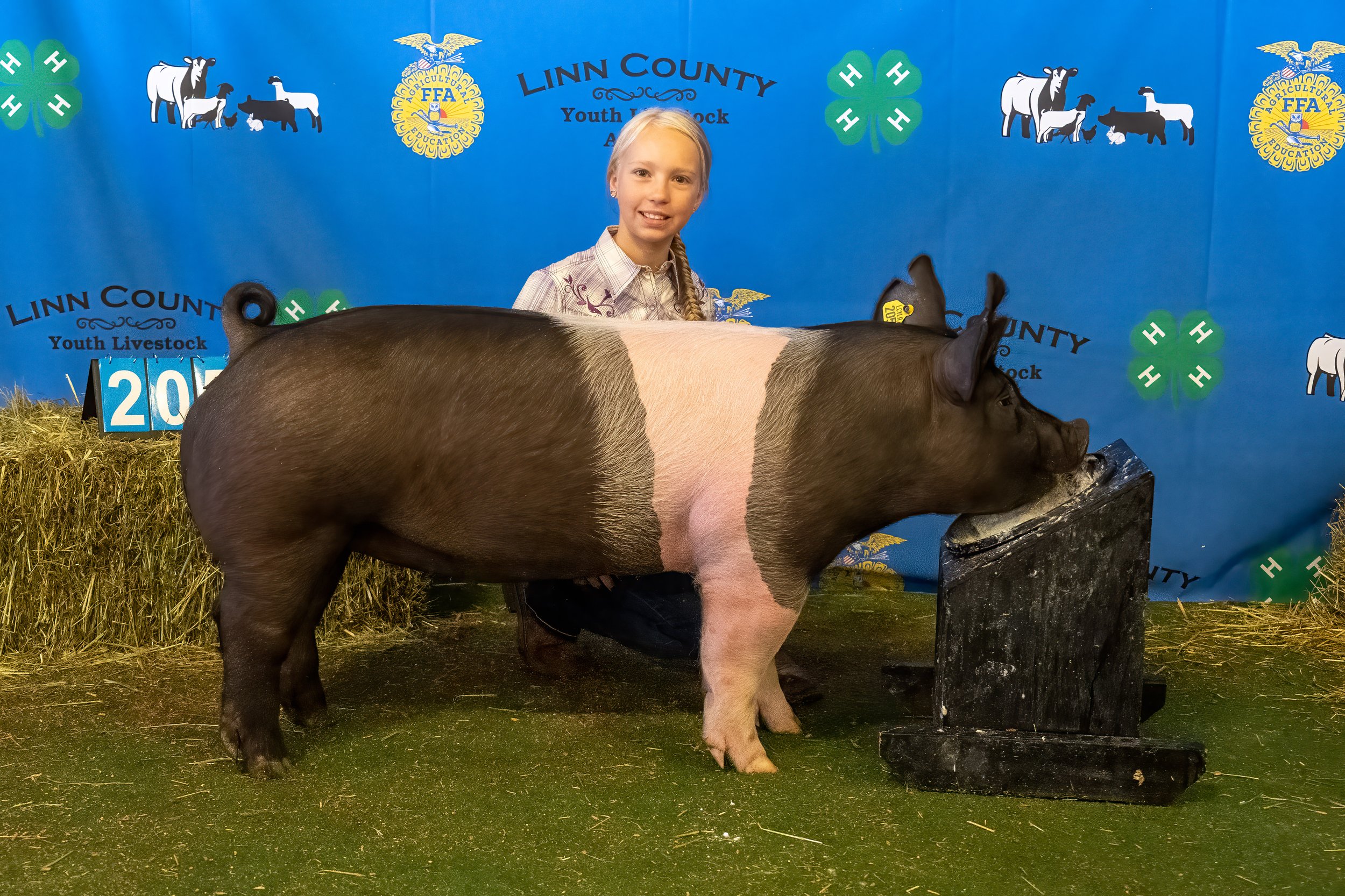Swine 205 (9907).jpg