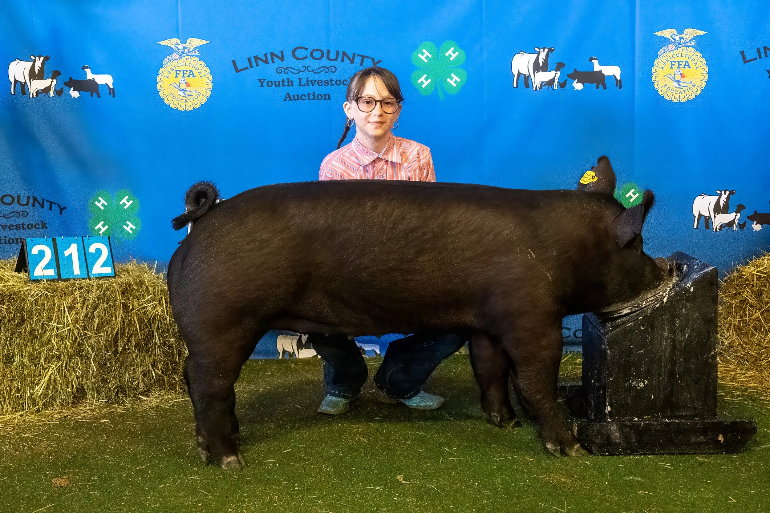 Swine 212 (9790).jpg