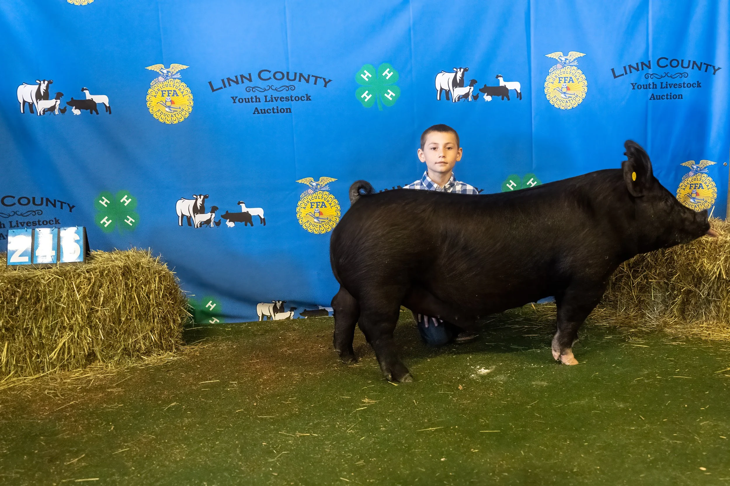 Swine 246 (9879).jpg