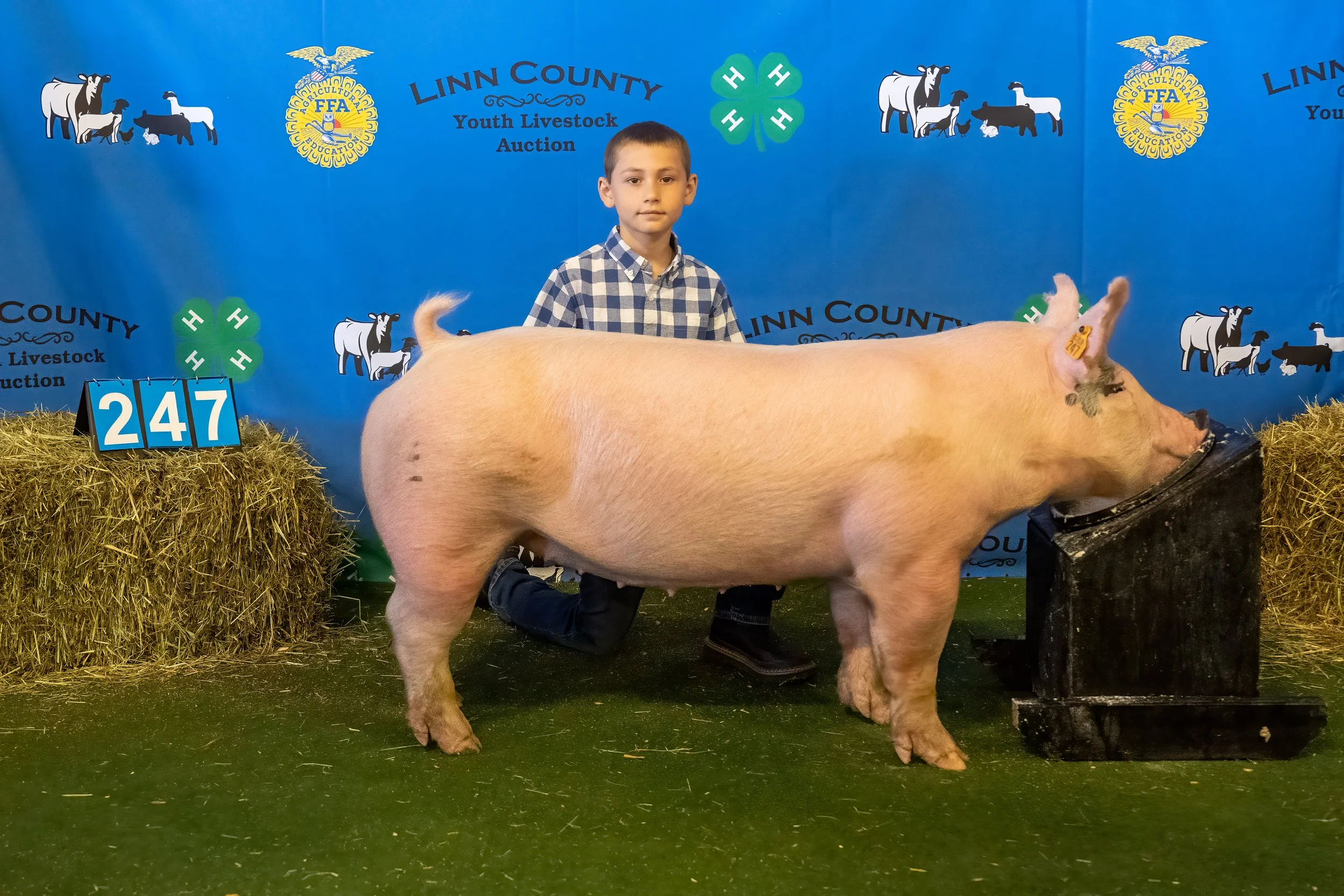Swine 247 (9236).jpg