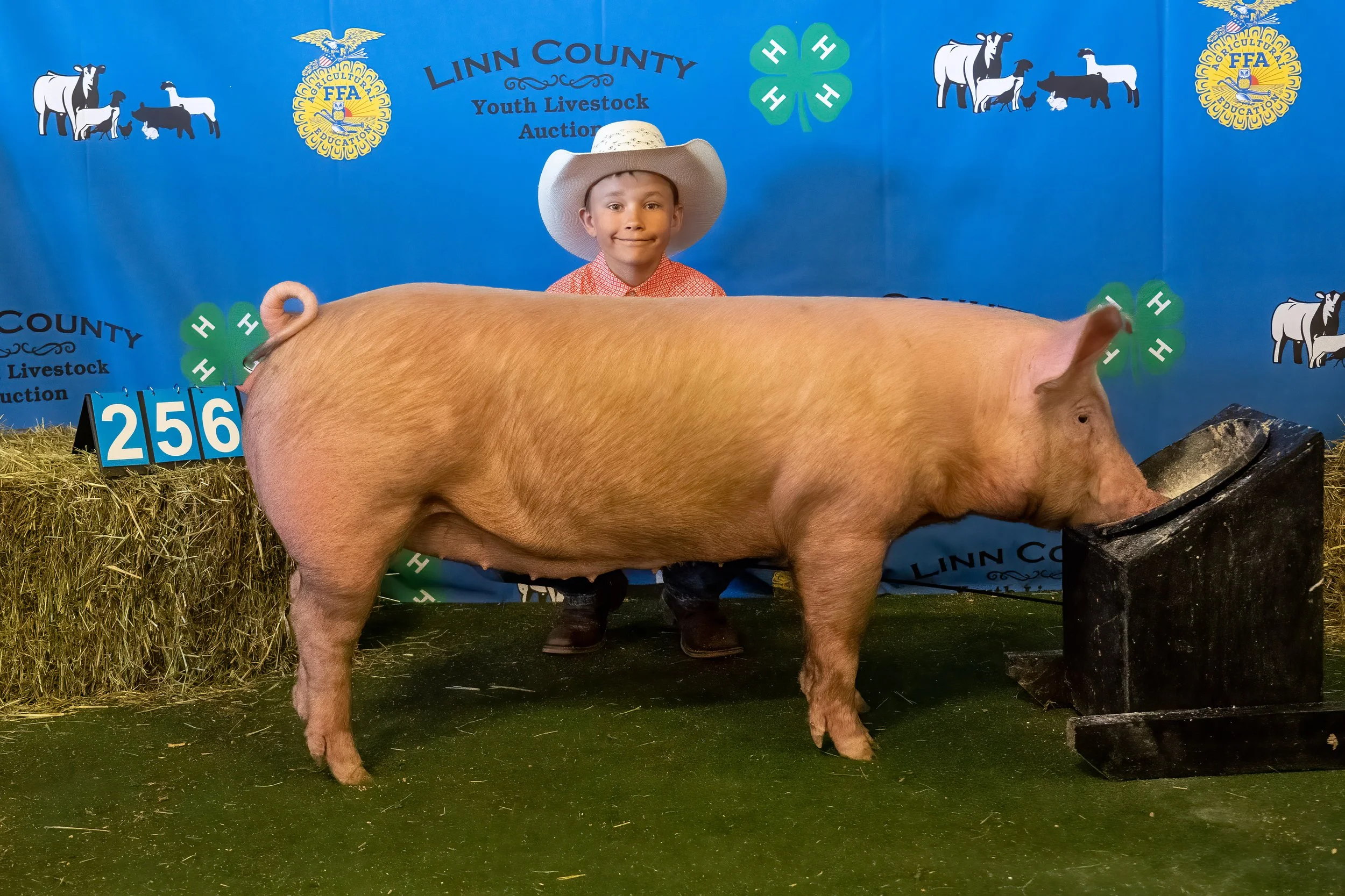 Swine 256 (9367).jpg