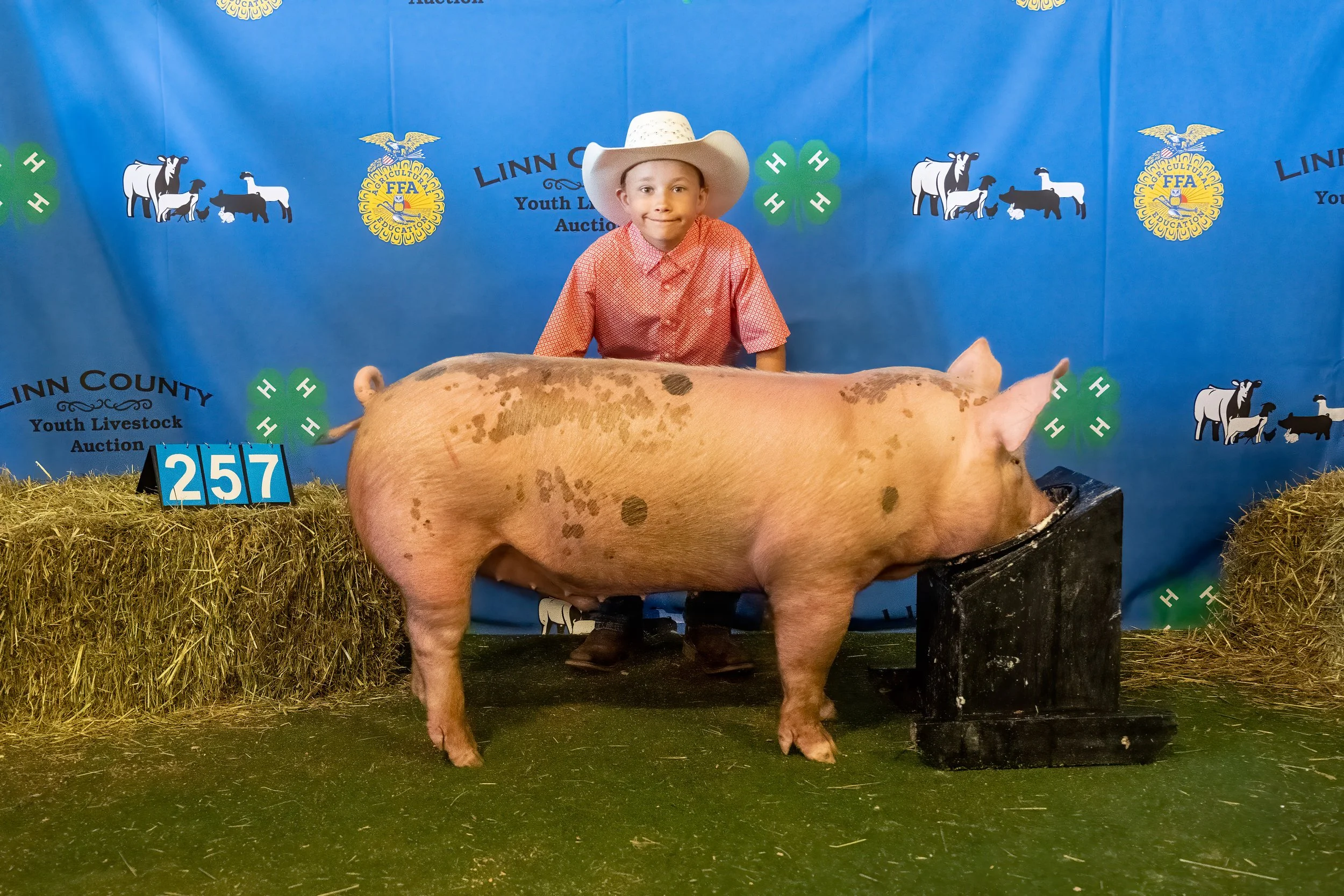 Swine 257 (9763).jpg