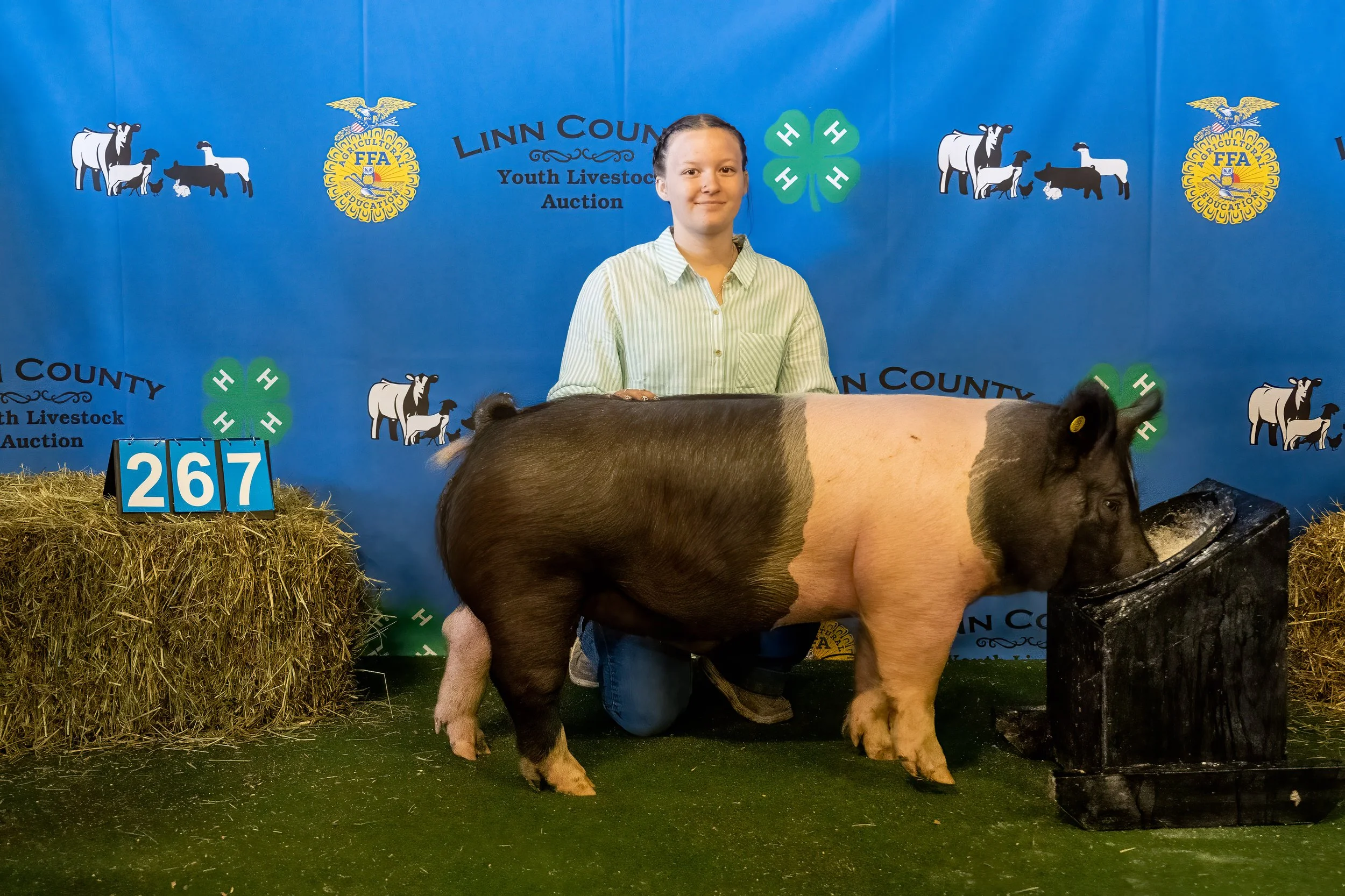 Swine 267 (9139).jpg