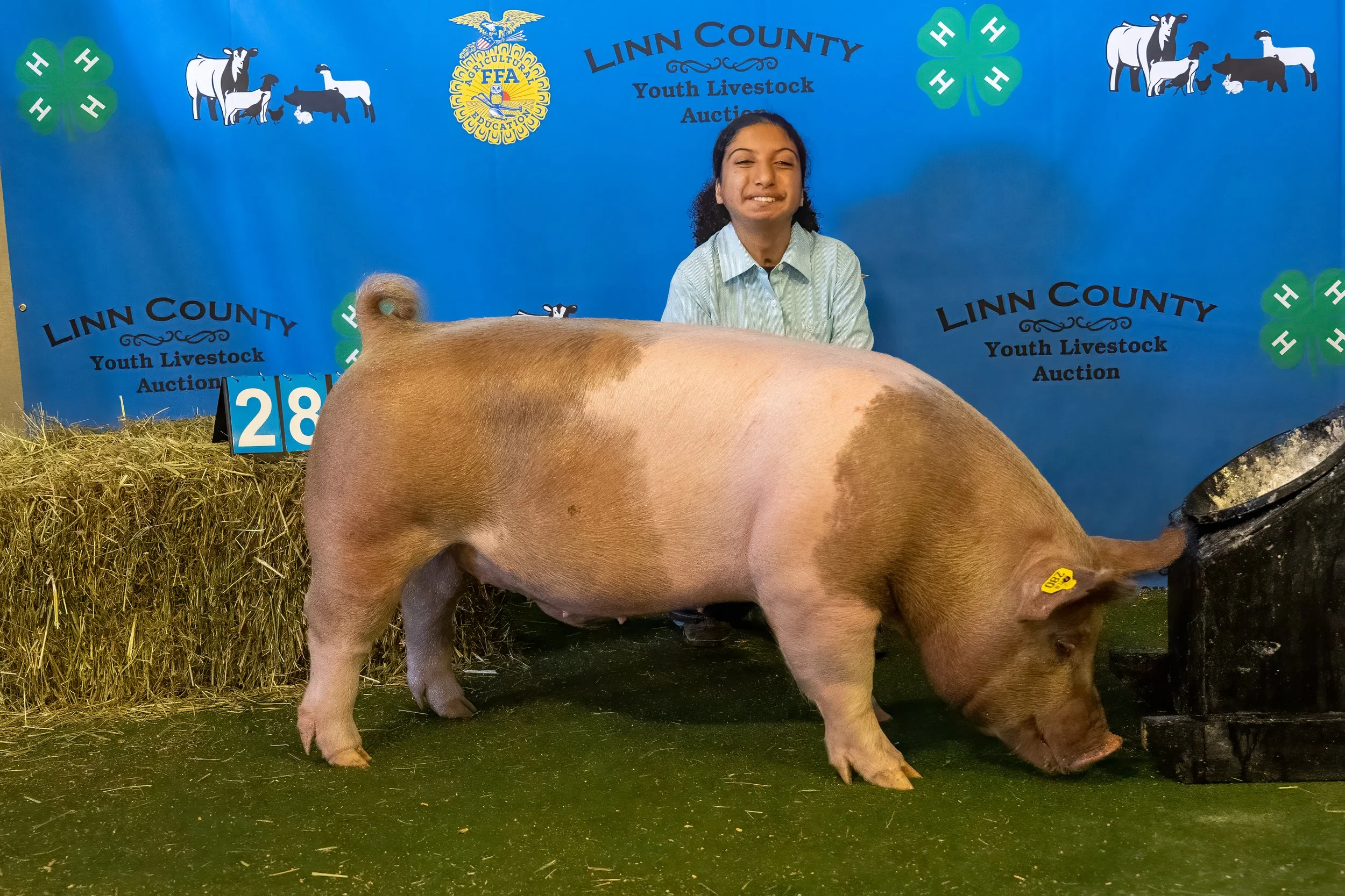 Swine 280 (9480).jpg