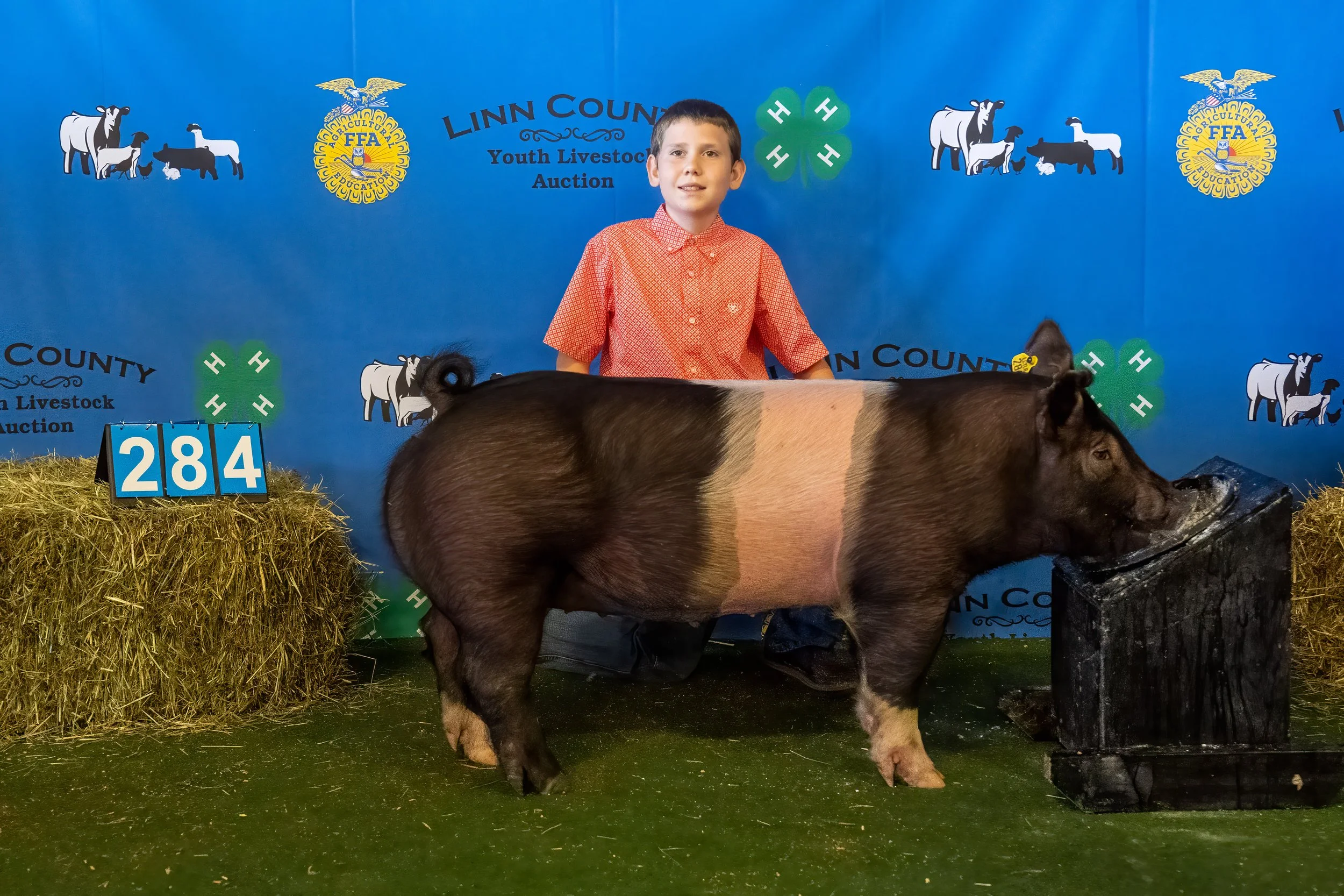 Swine 284 (9136).jpg