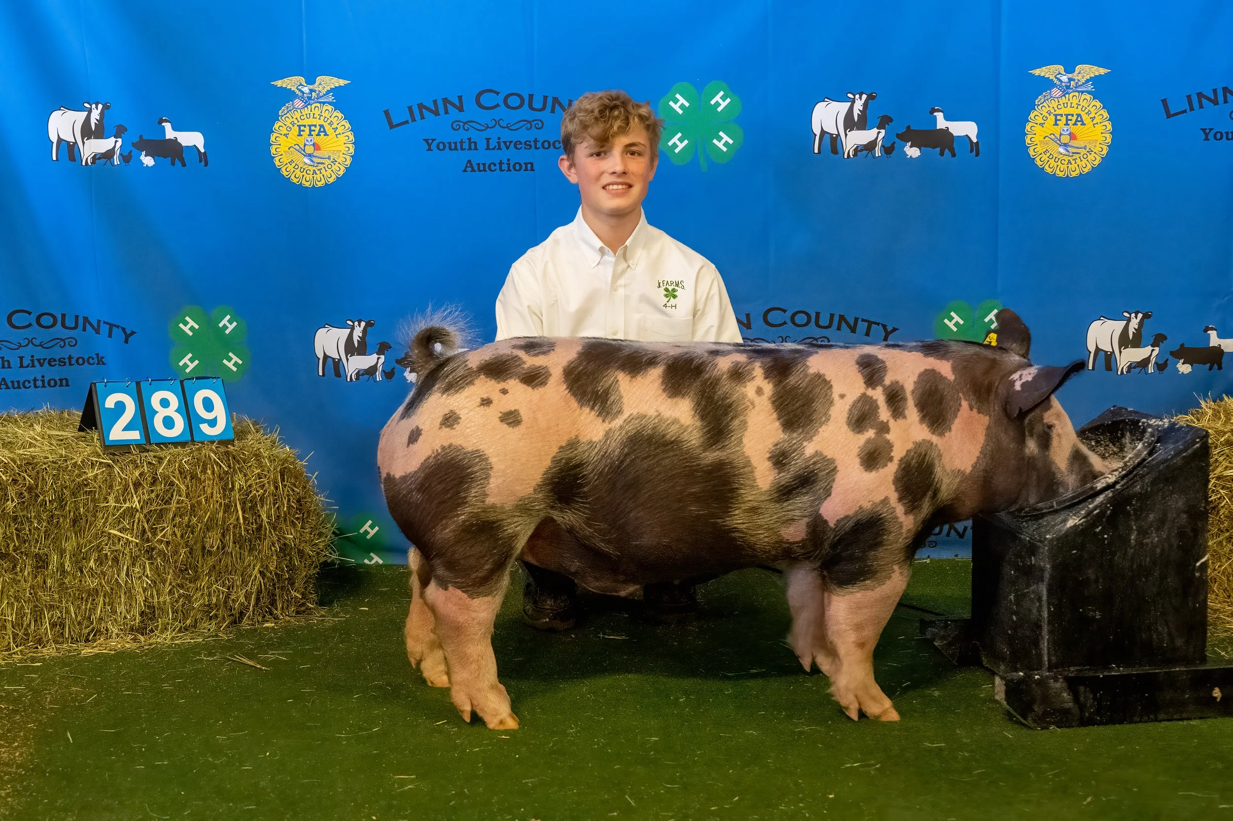 Swine 289 (9316).jpg