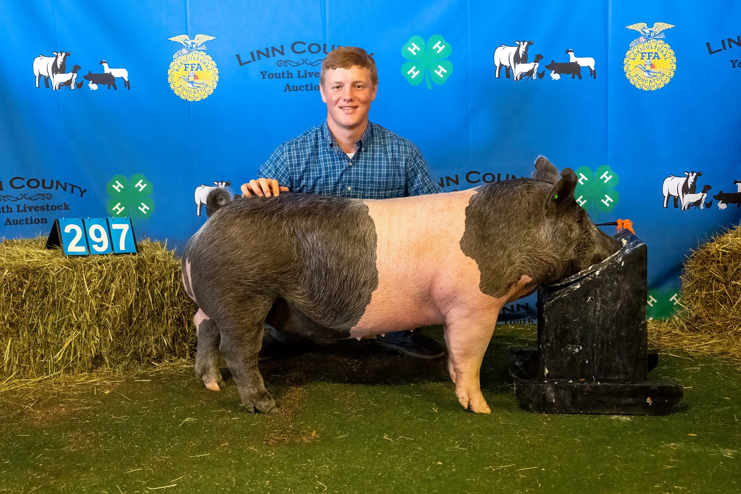 Swine 297 (9849).jpg