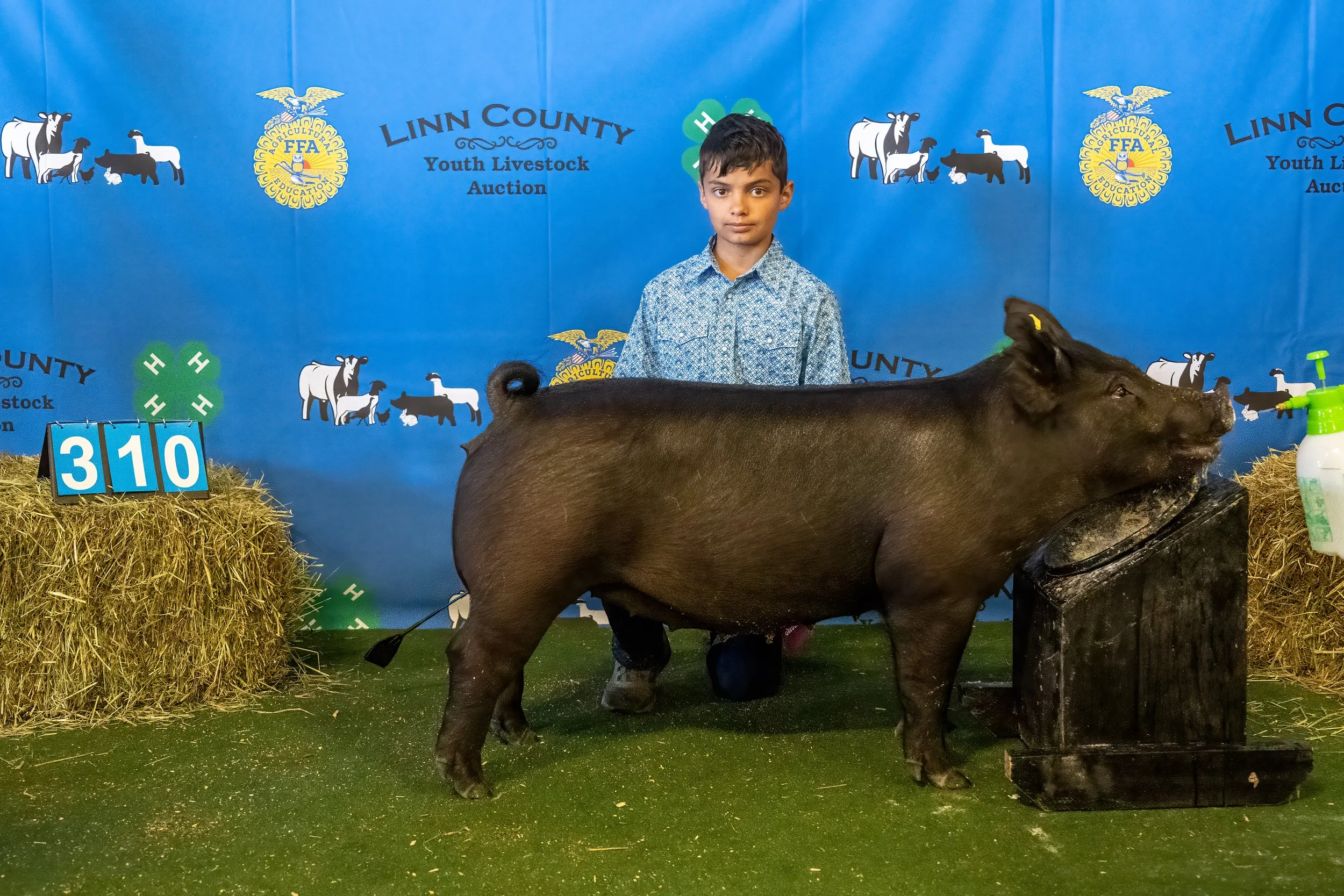 Swine 310 (9089).jpg