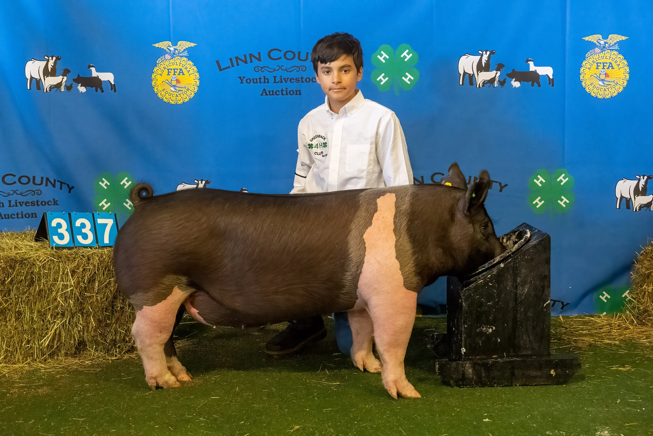 Swine 337 (9749).jpg