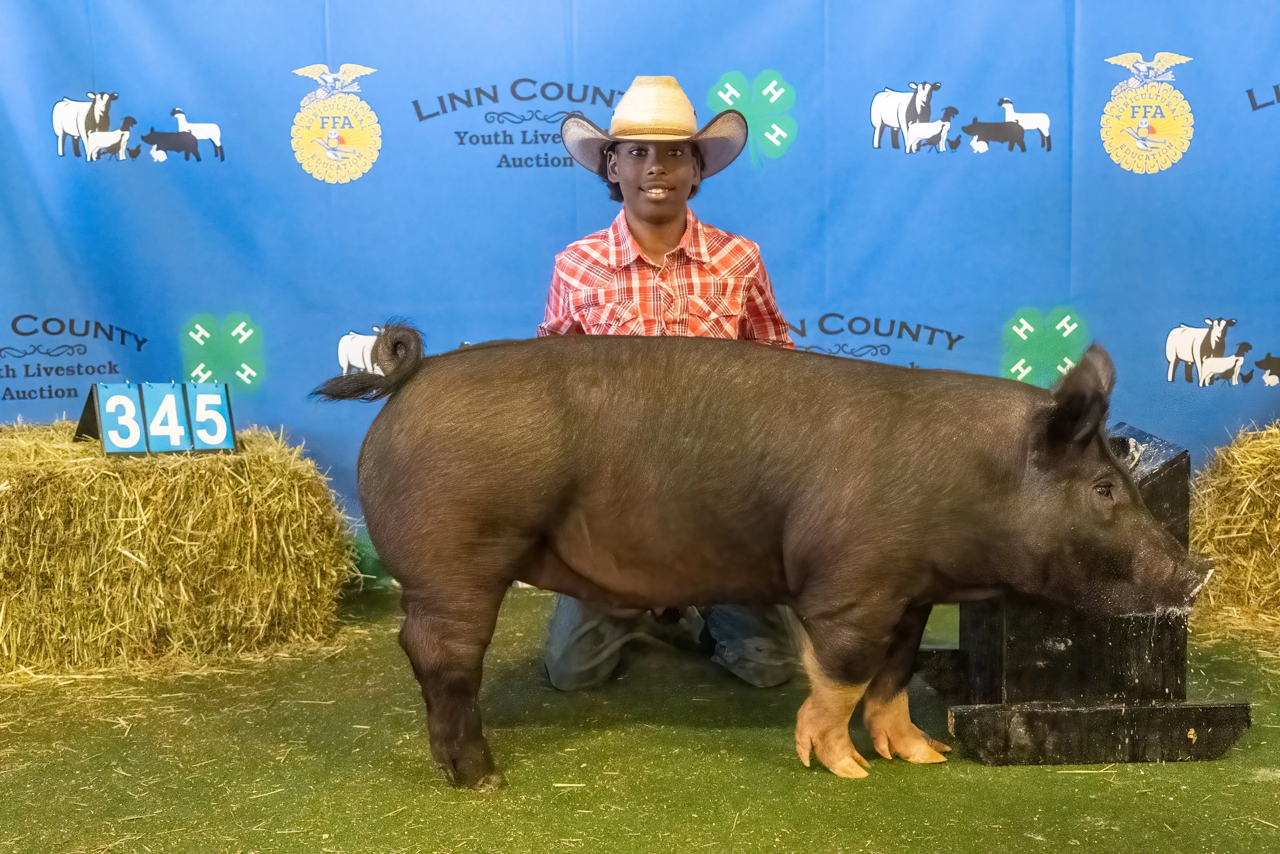 Swine 345 (9588).jpg