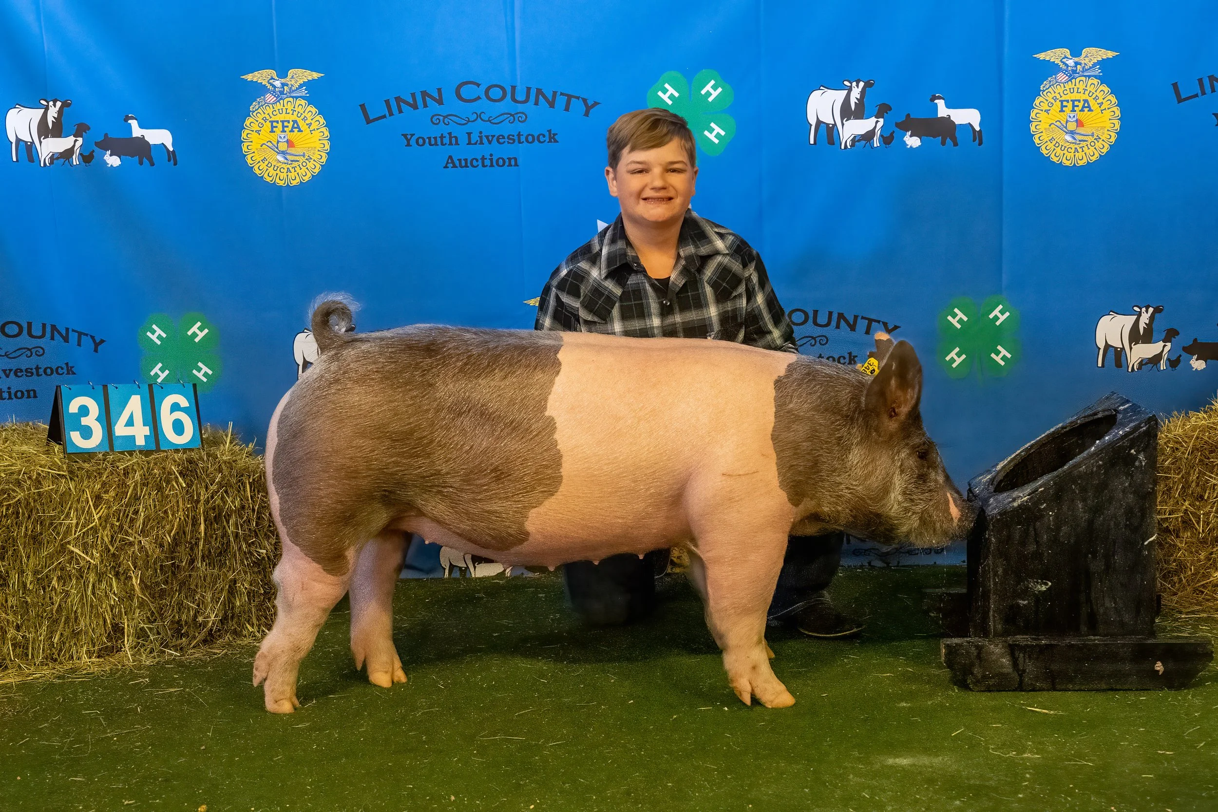 Swine 346 (9458).jpg