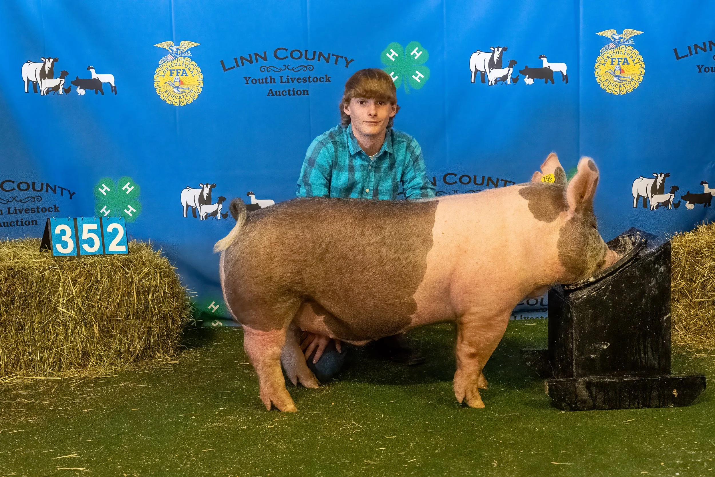 Swine 352 (9543).jpg