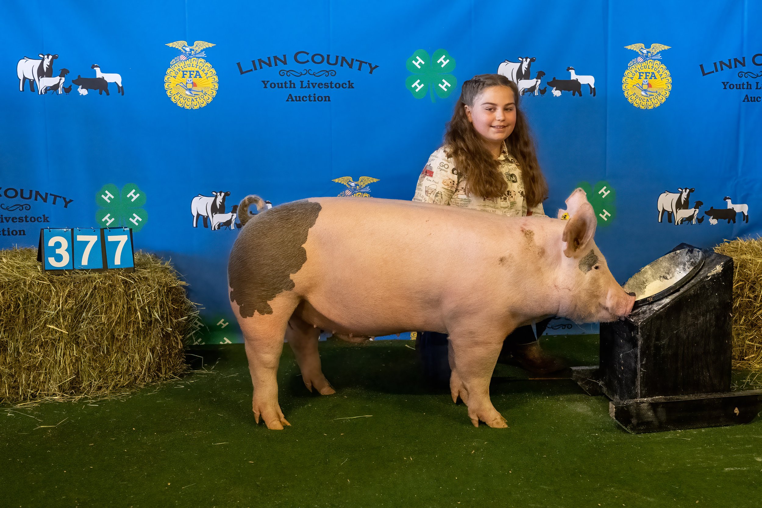 Swine 377 (9026).jpg