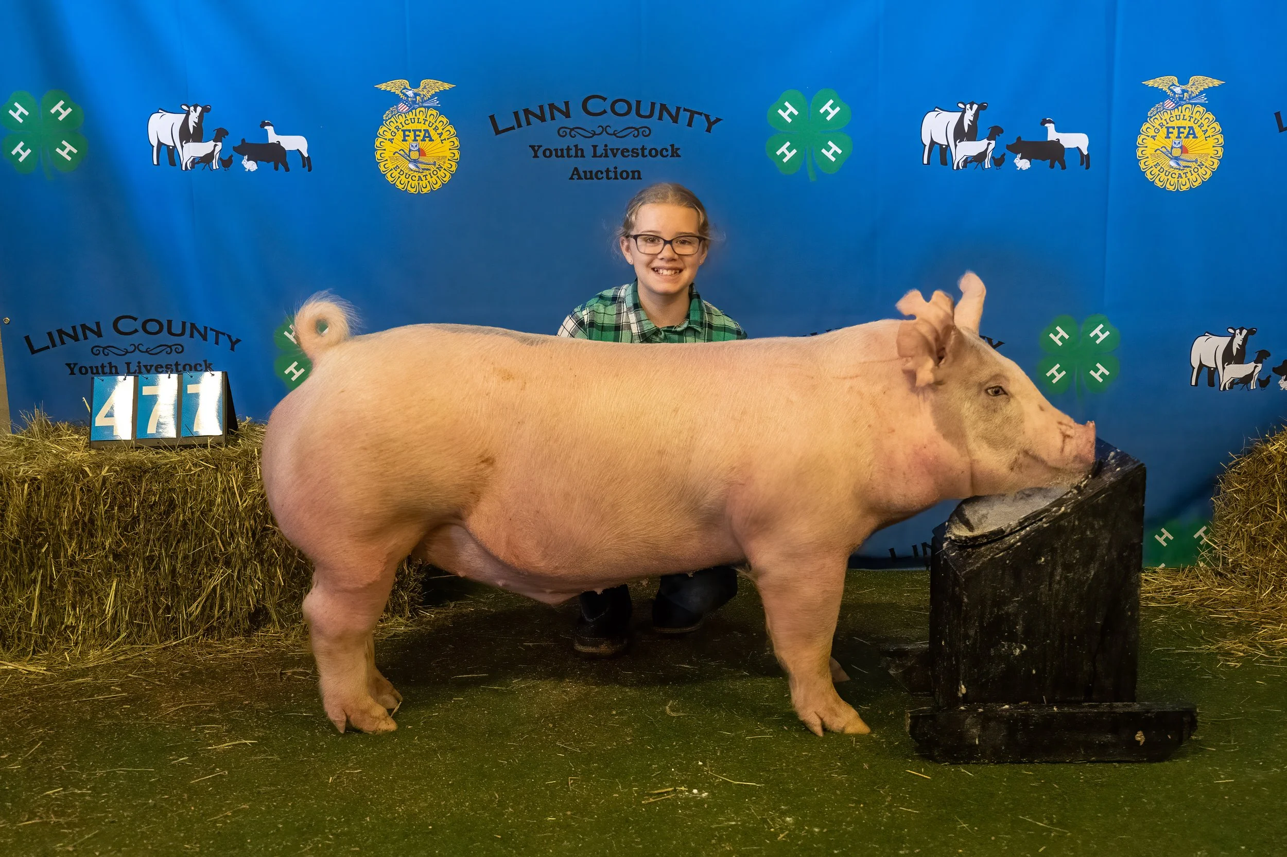 Swine 477 (9901).jpg