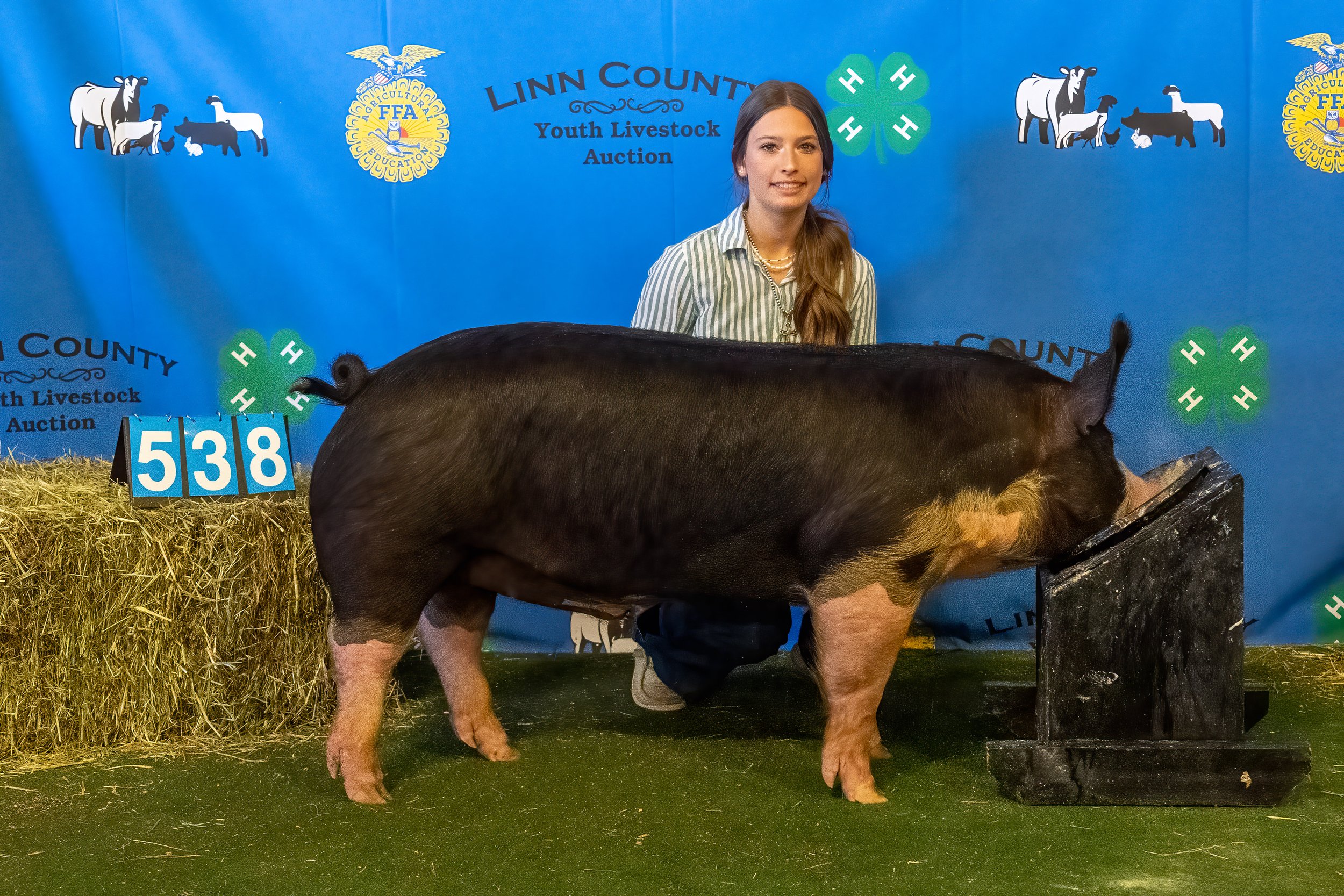 Swine 538 (9440).jpg