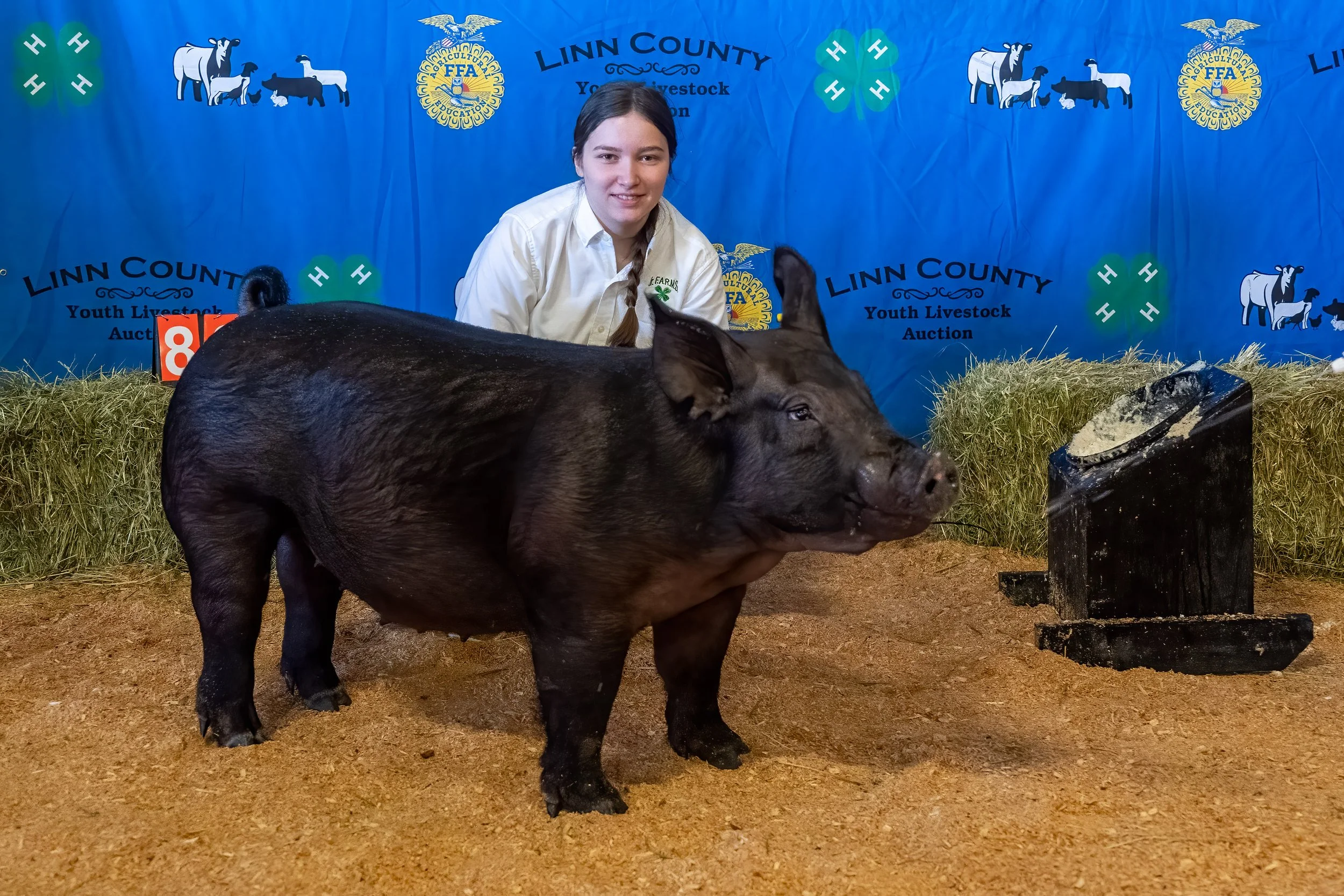 Swine 806 (1 of 1).jpg