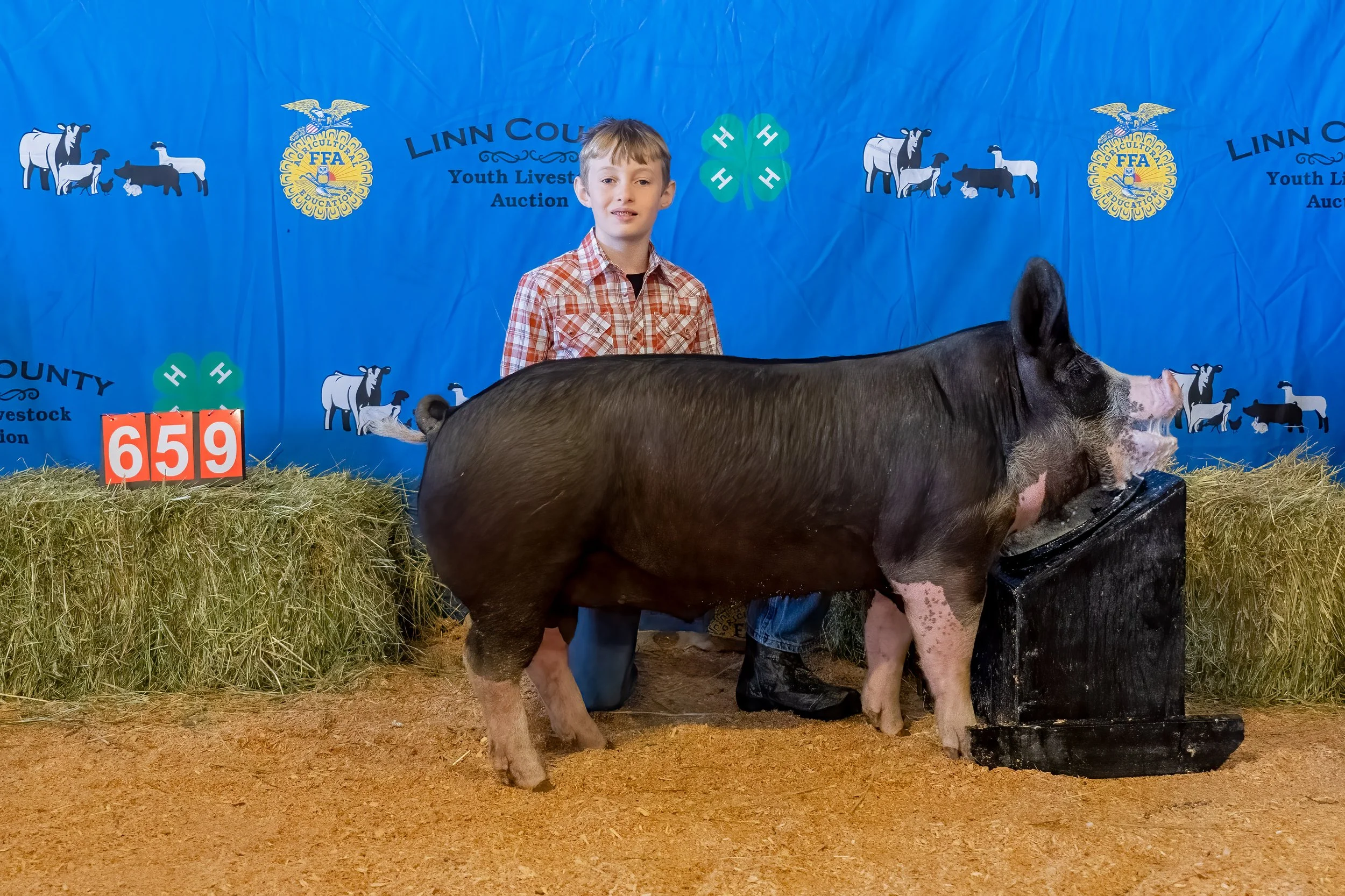 Swine 659 (1 of 1).jpg