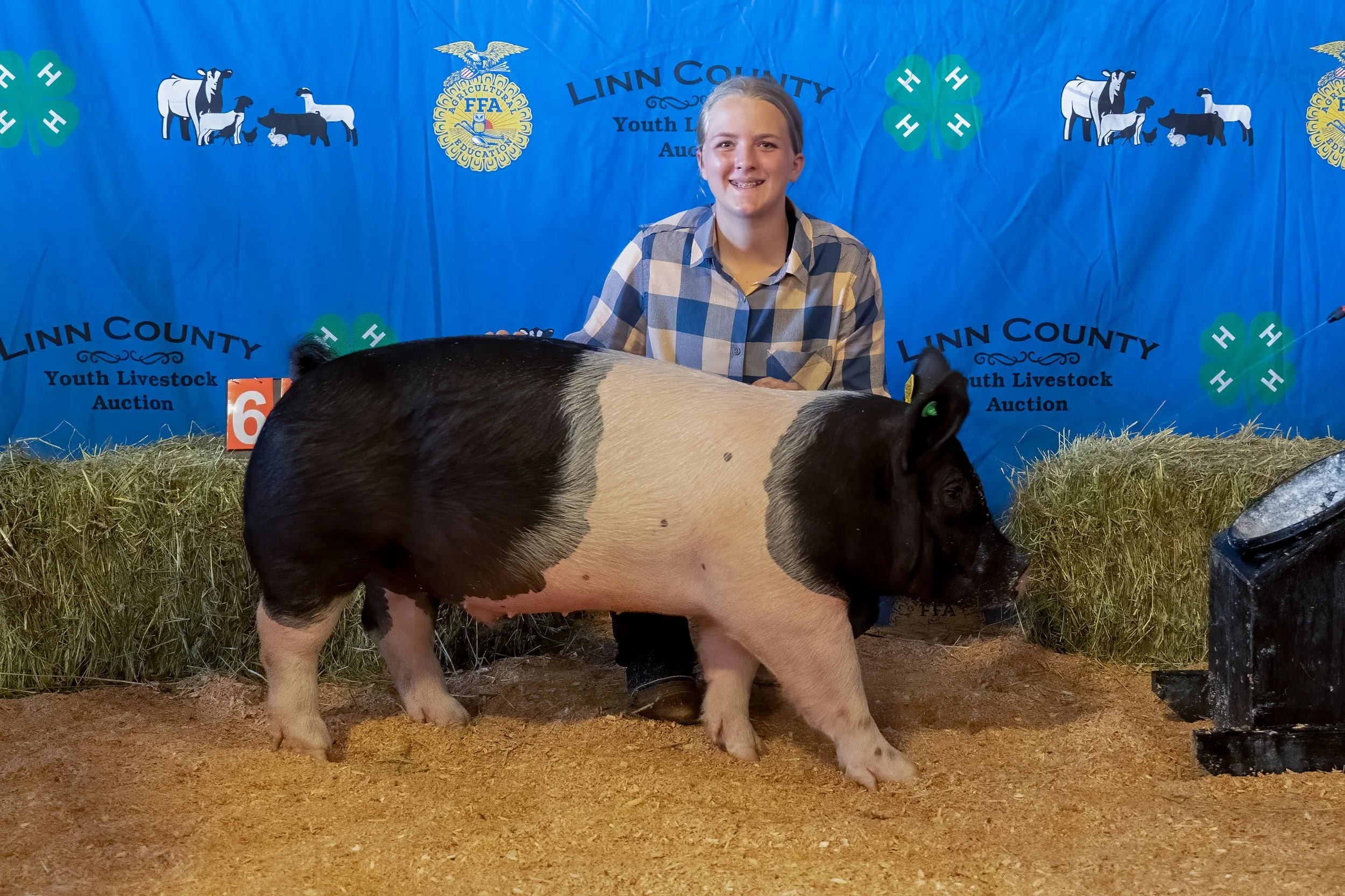 Swine 656 (1 of 1).jpg