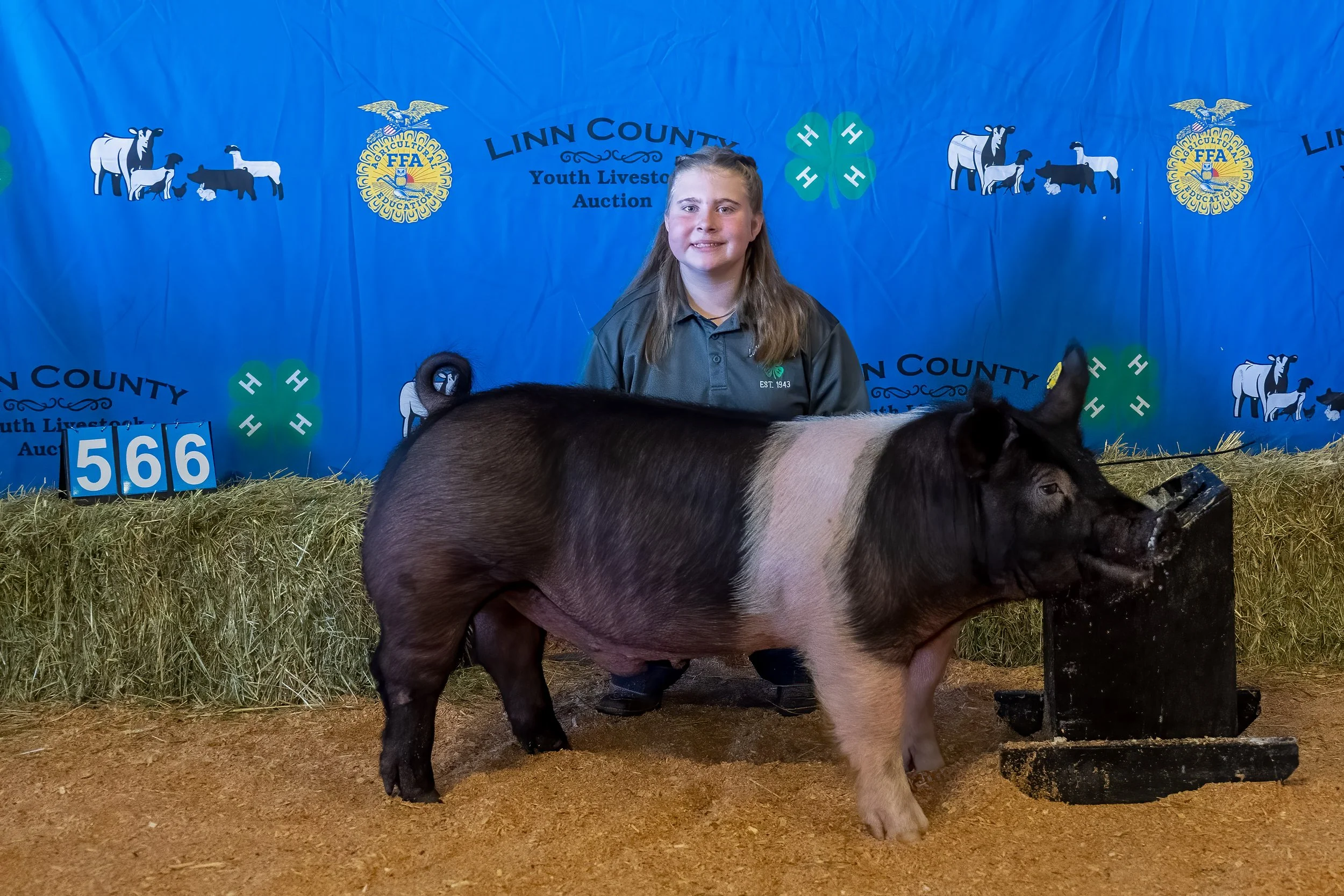 Swine 566 (1 of 1).jpg