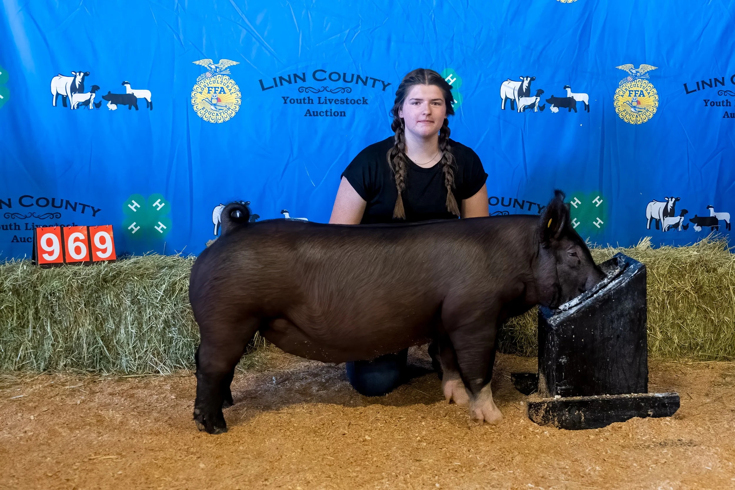 Swine 969 (1 of 1).jpg