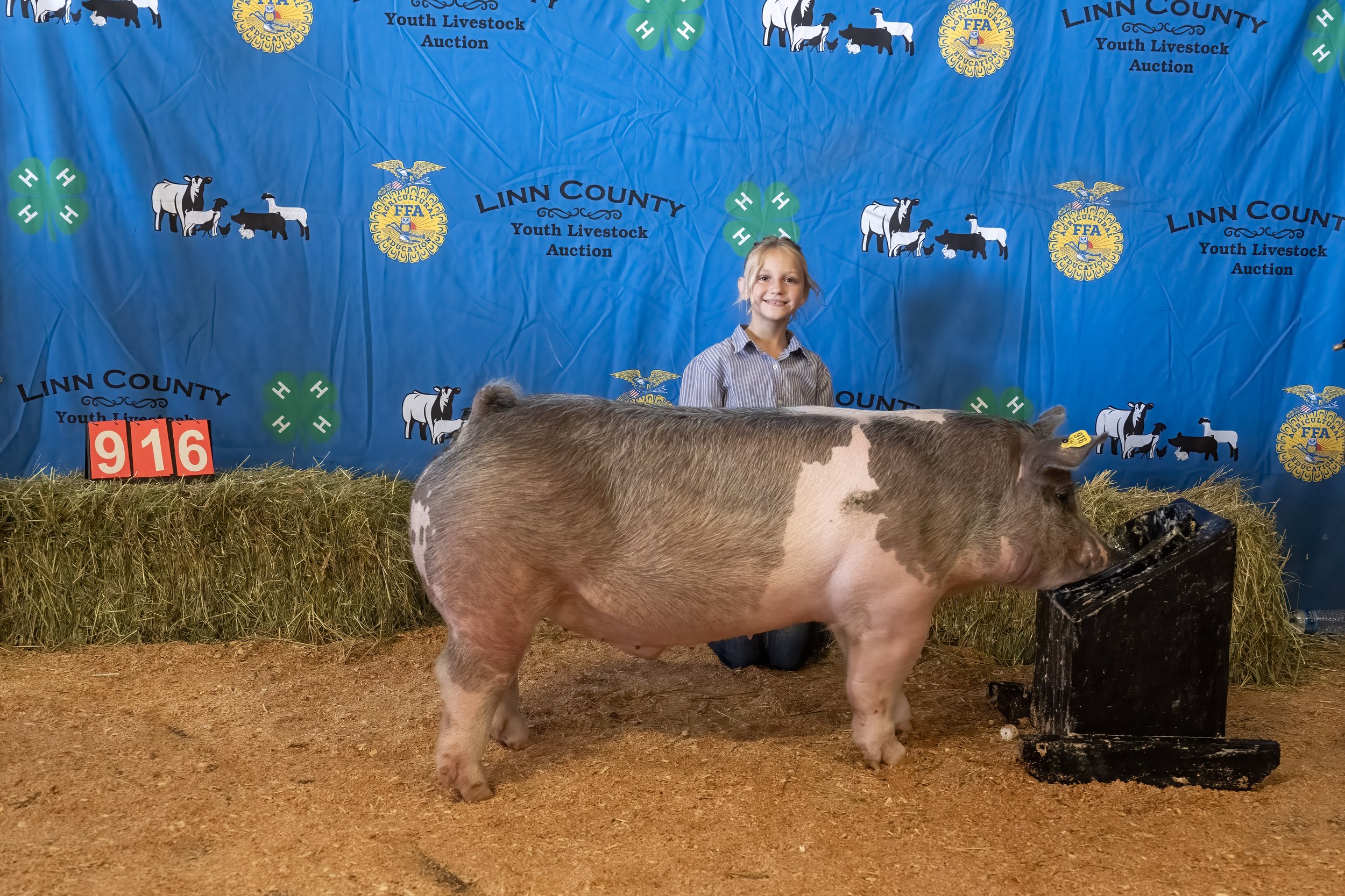 Swine 916 (1 of 1).jpg