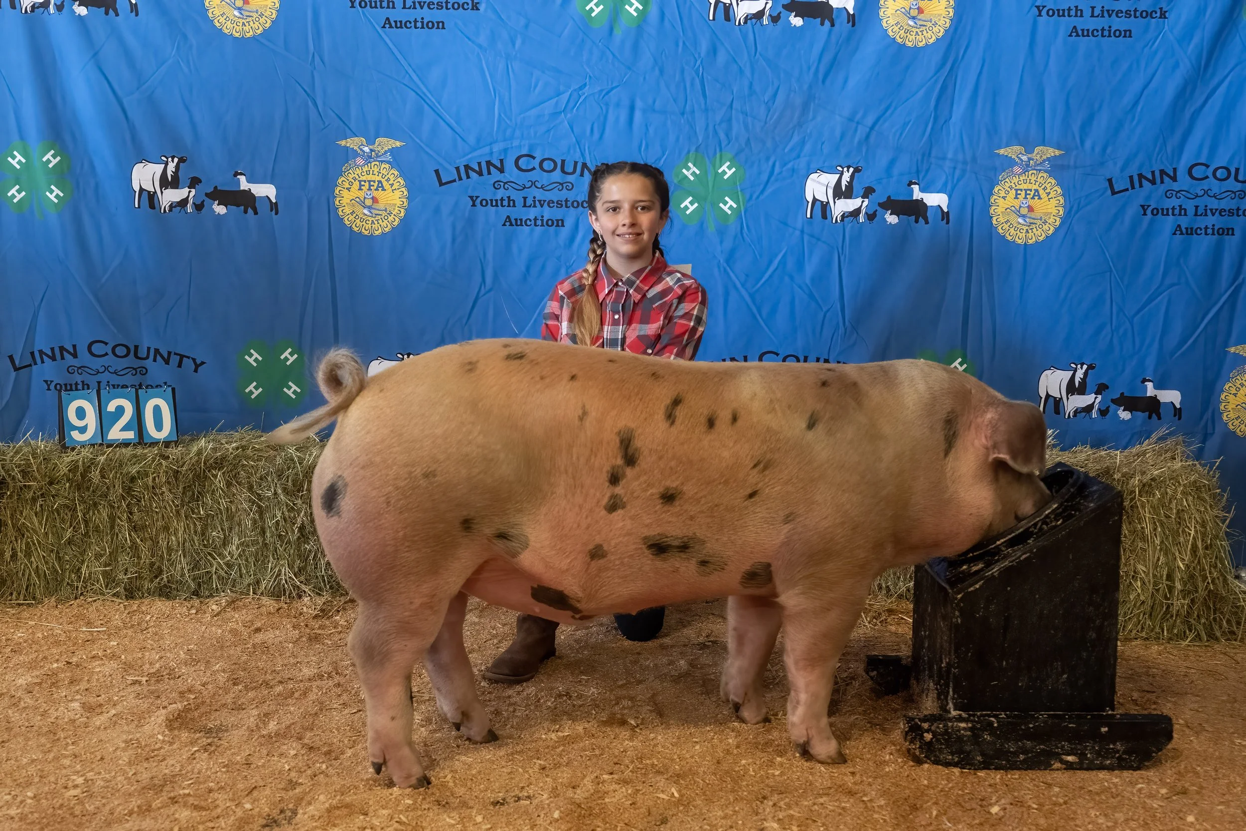 Swine 920 (1 of 1).jpg